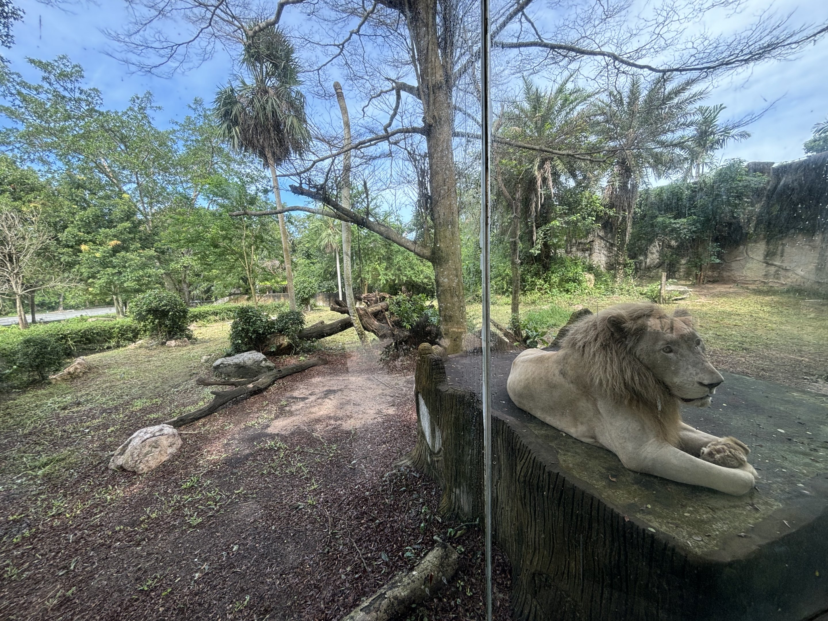 Lion Exhibit #1 - White Lion