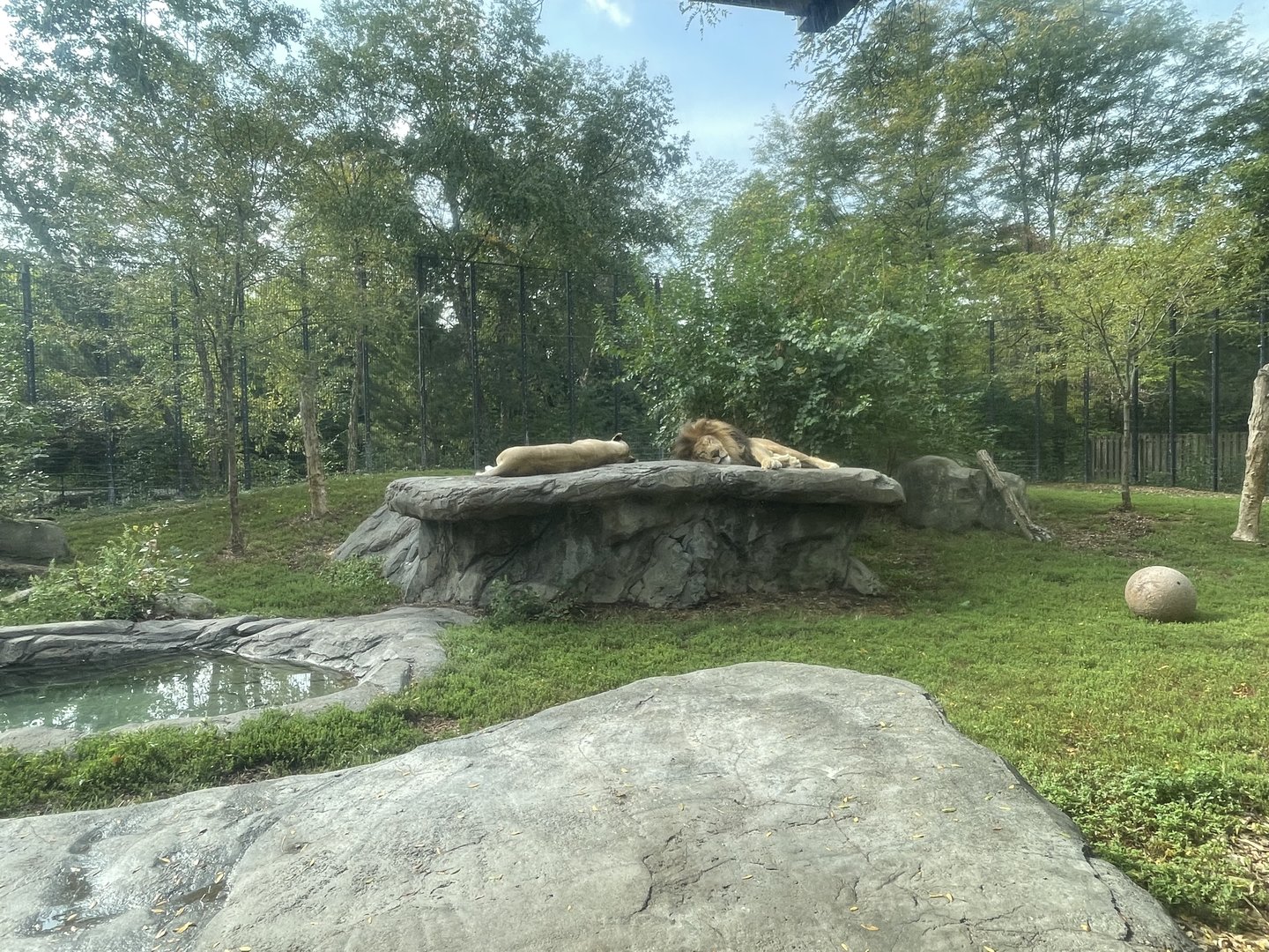Lion Exhibit #1