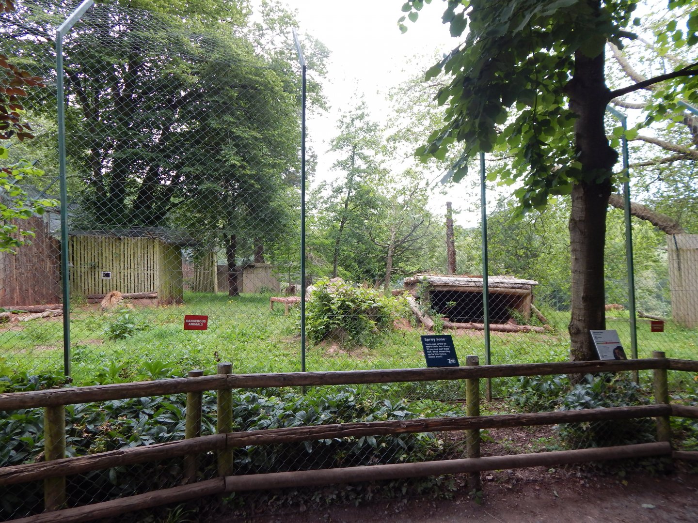 Lion exhibit 130624