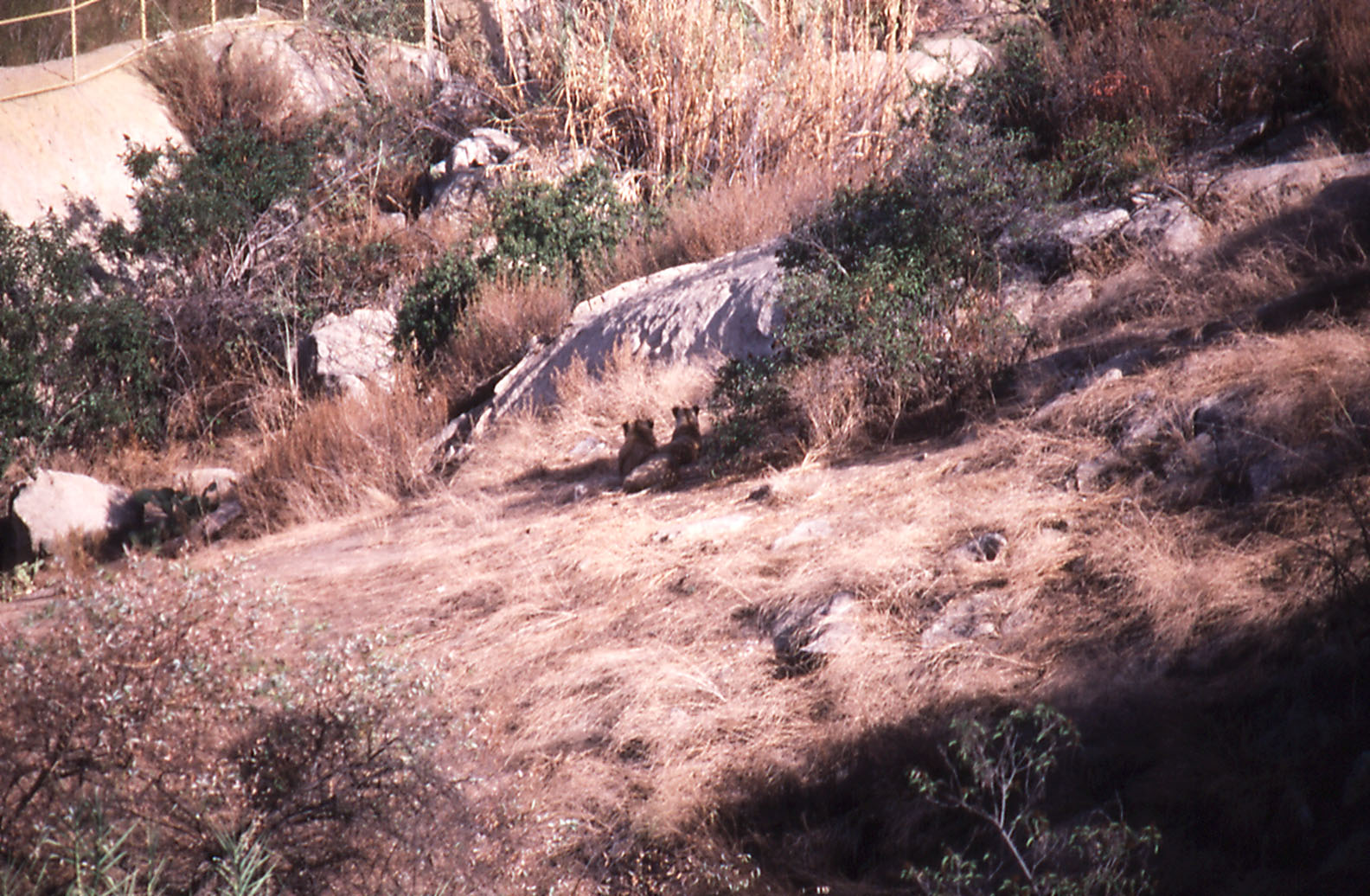 Lion exhibit - 1992