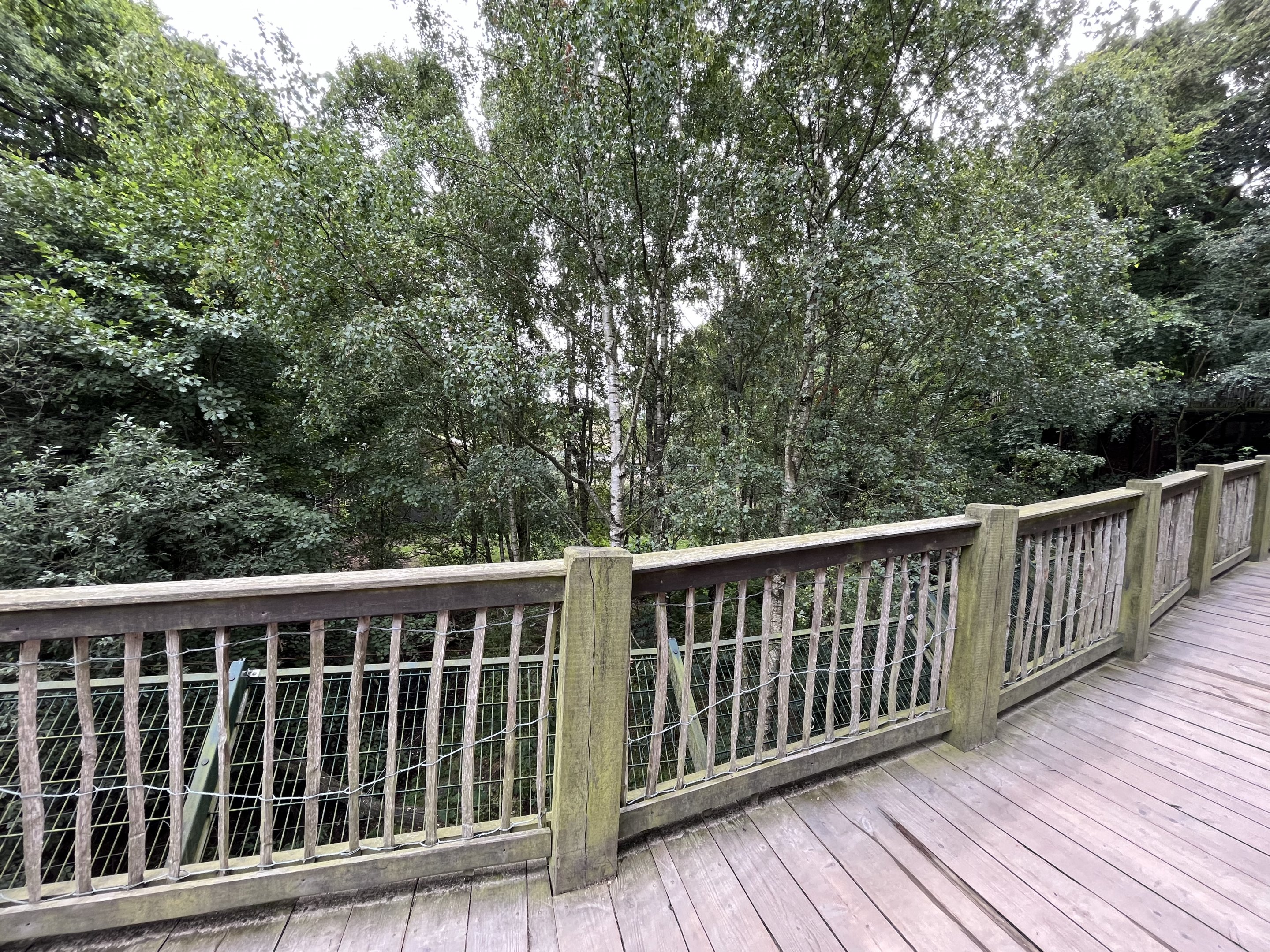 Lion Exhibit #2 (look down on cats)