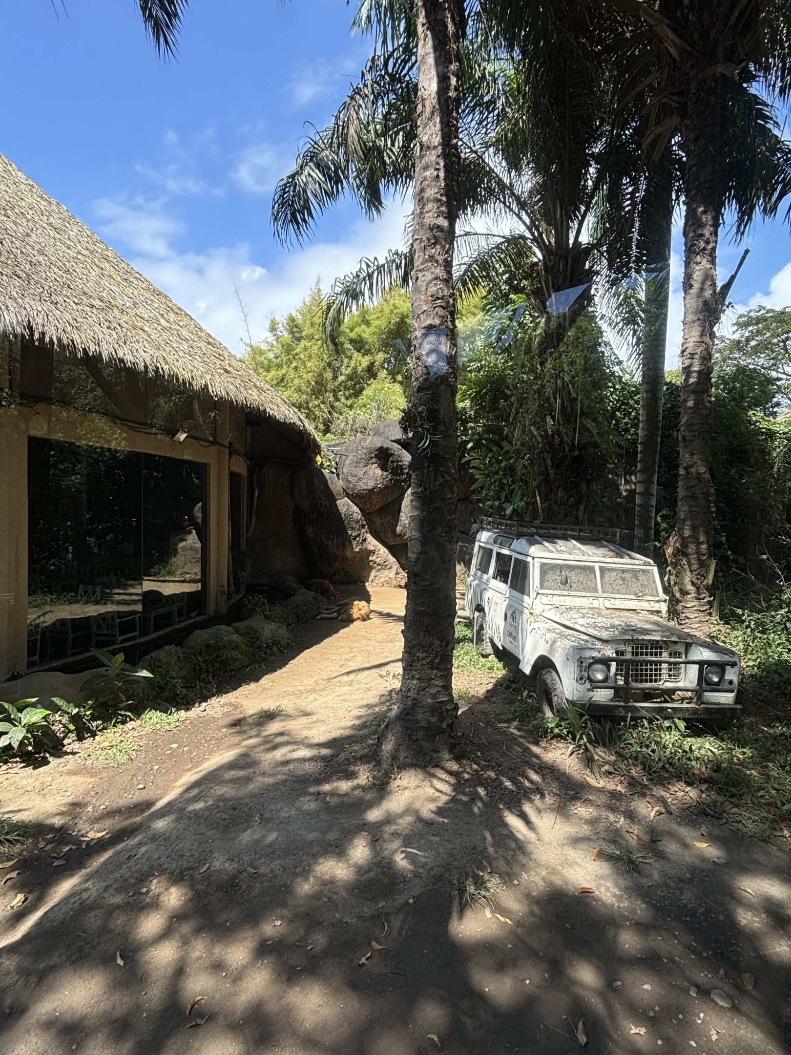 Lion Exhibit #2 - sleeping near jeep