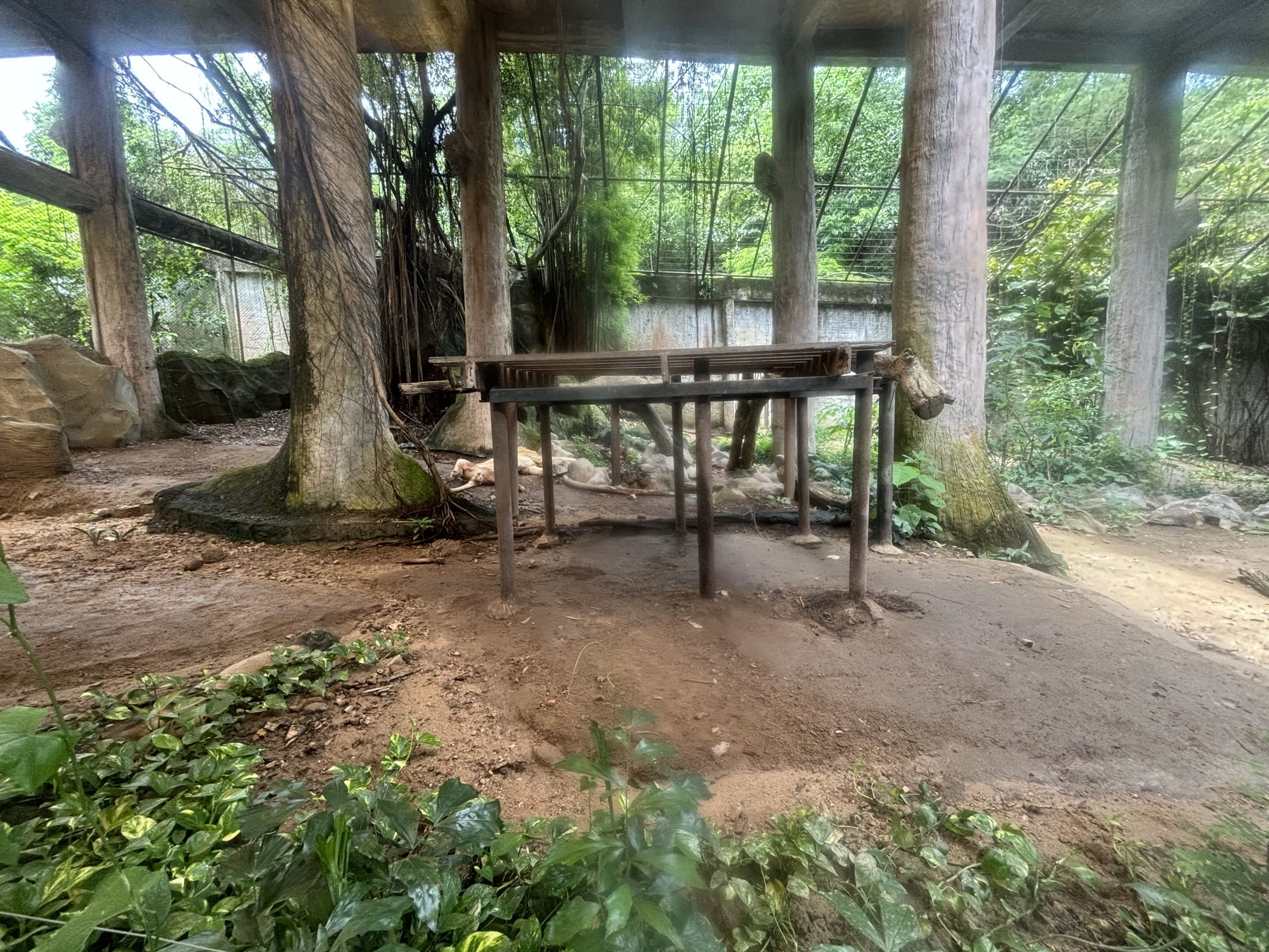 Lion Exhibit #3 - white lion