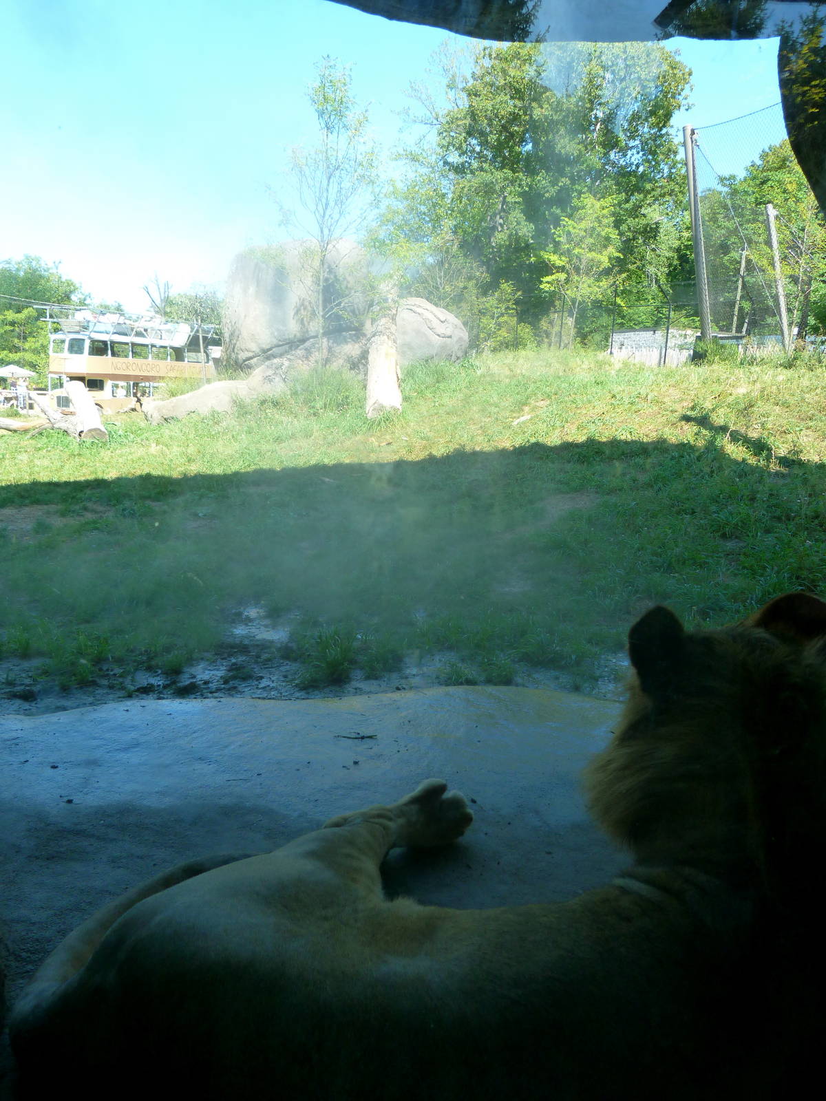 Lion Exhibit (A Step Into Africa) 9-2-12