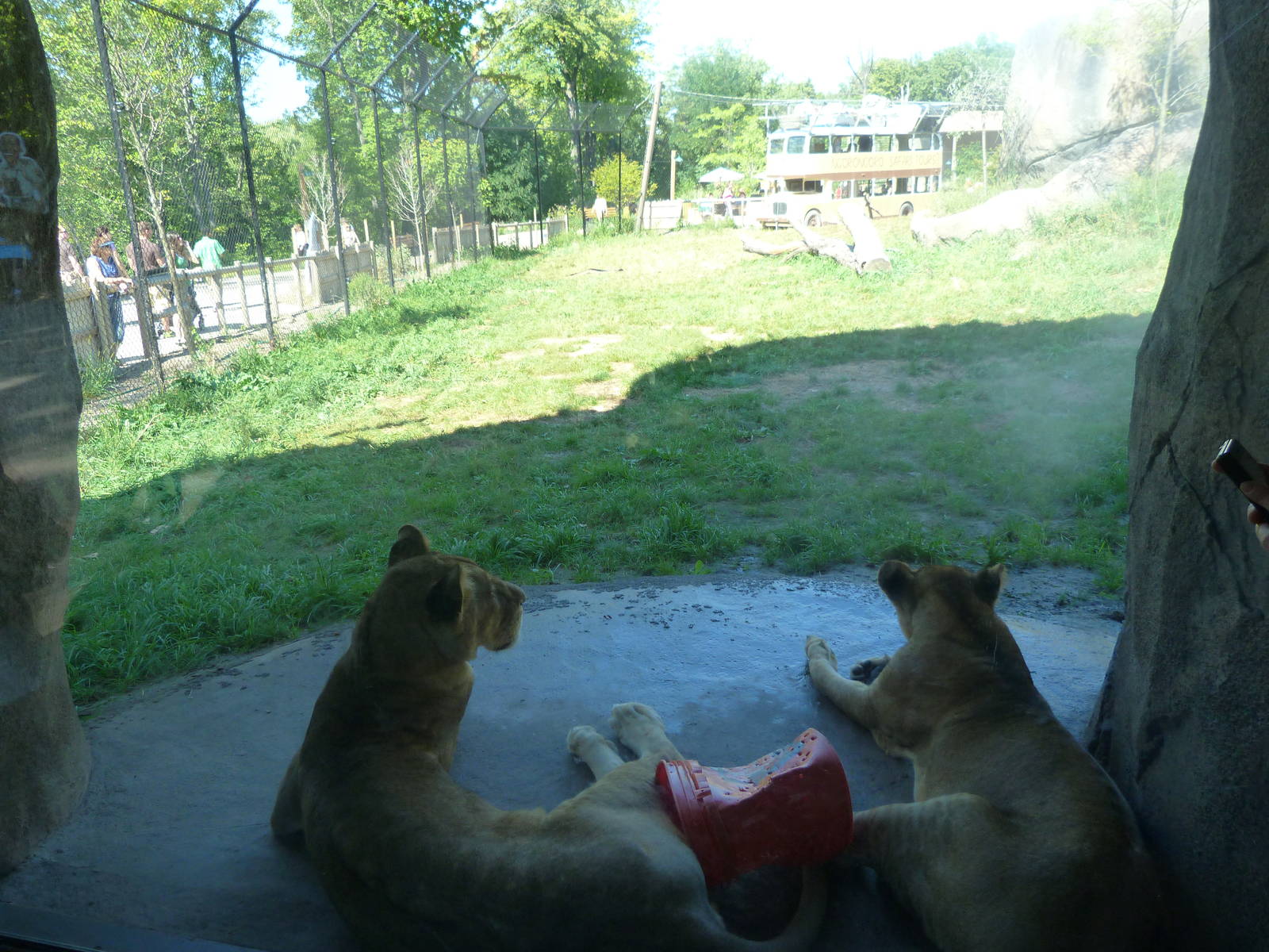 Lion Exhibit (A Step Into Africa) 9-2-12