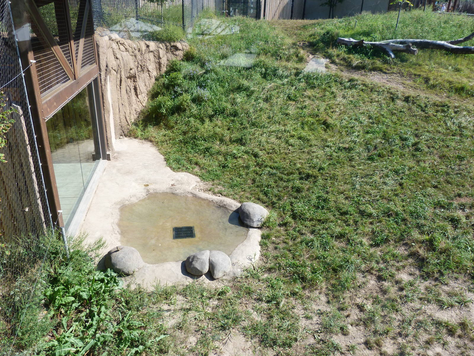 Lion Exhibit (A Step Into Africa) 9-2-12