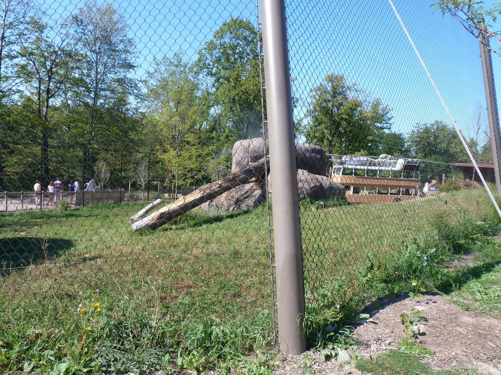 Lion Exhibit (A Step Into Africa) 9-2-12