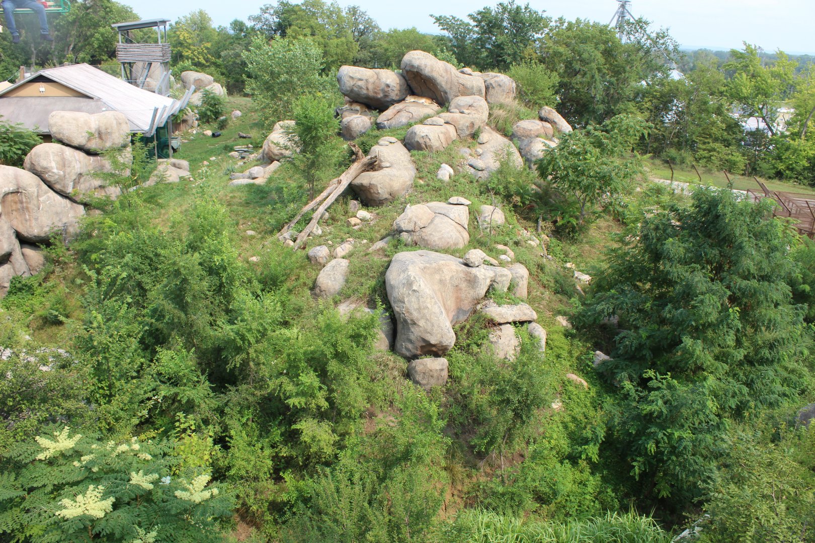 Lion Exhibit - African Grasslands (View from Skyfari)