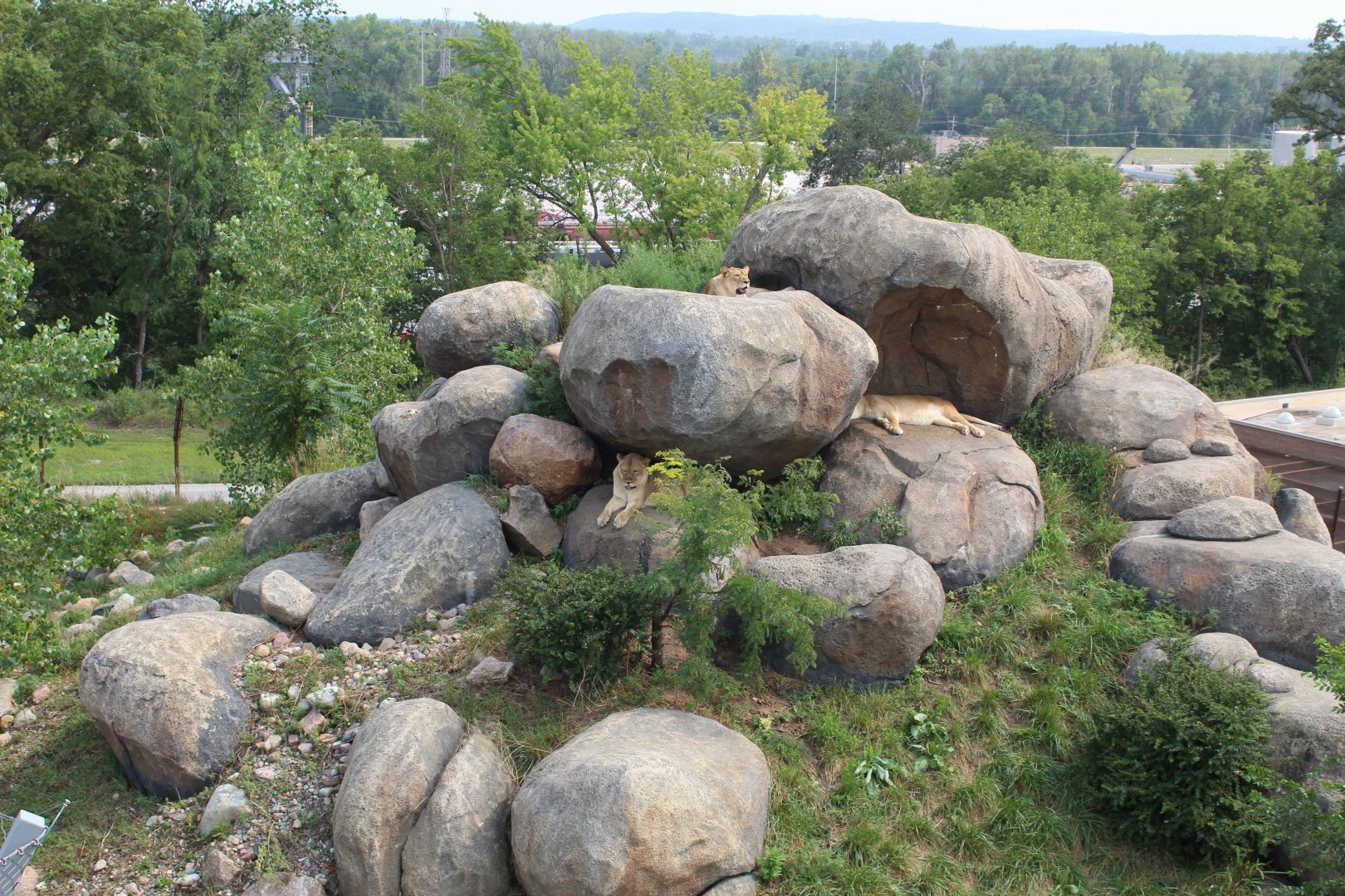 Lion Exhibit - African Grasslands (View from Skyfari)