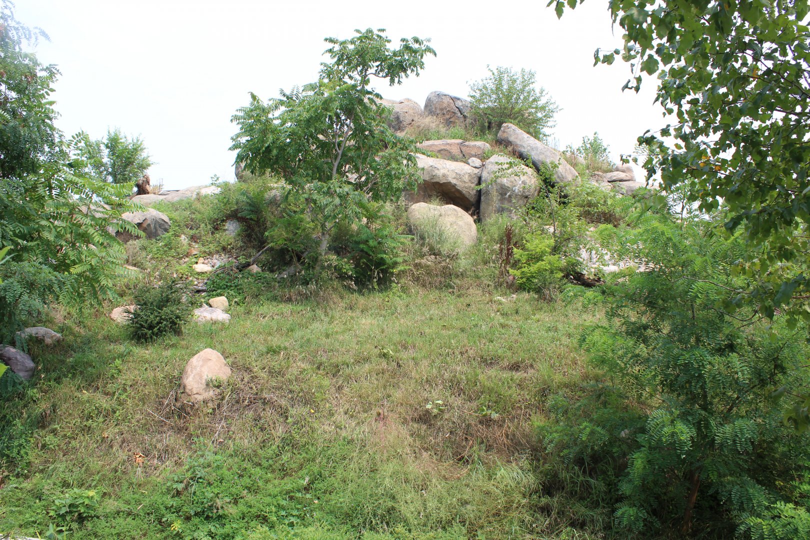 Lion Exhibit - African Grasslands