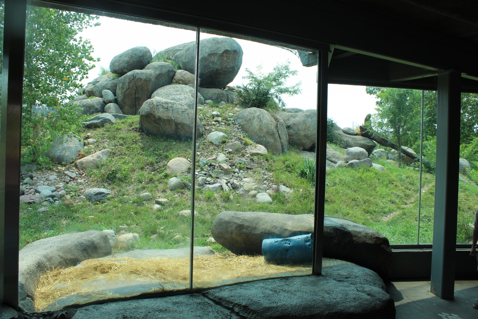 Lion Exhibit - African Grasslands