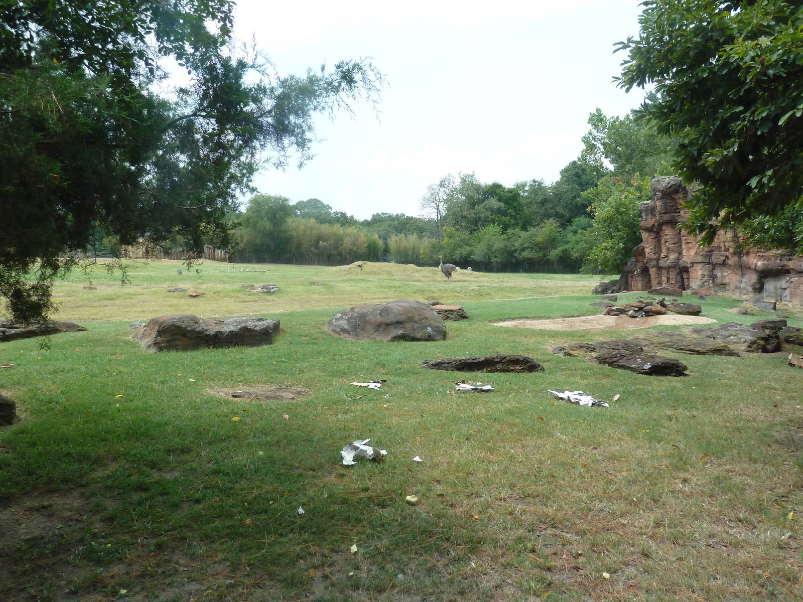 Lion Exhibit + African Savanna