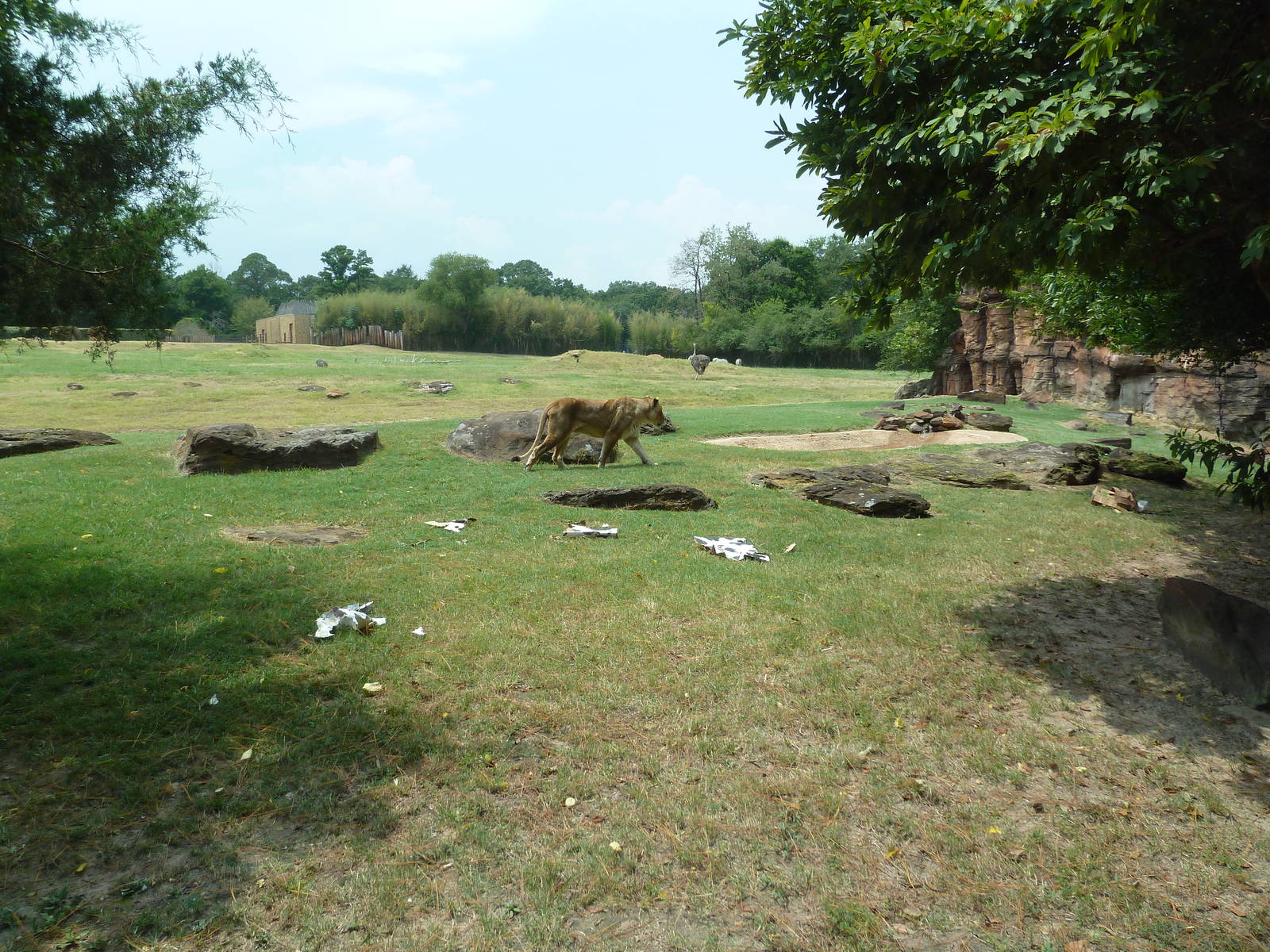 Lion Exhibit + African Savanna