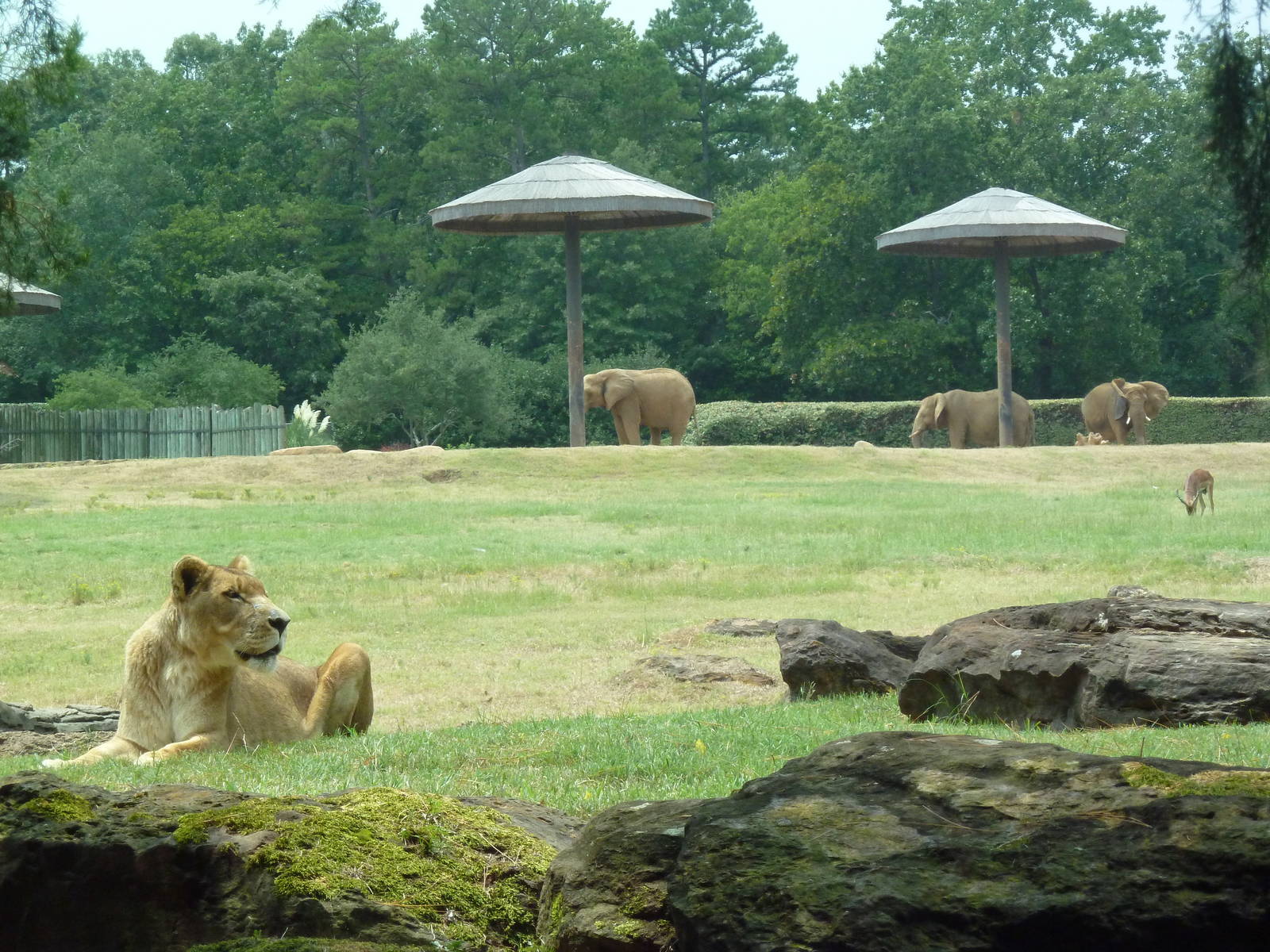 Lion Exhibit + African Savanna