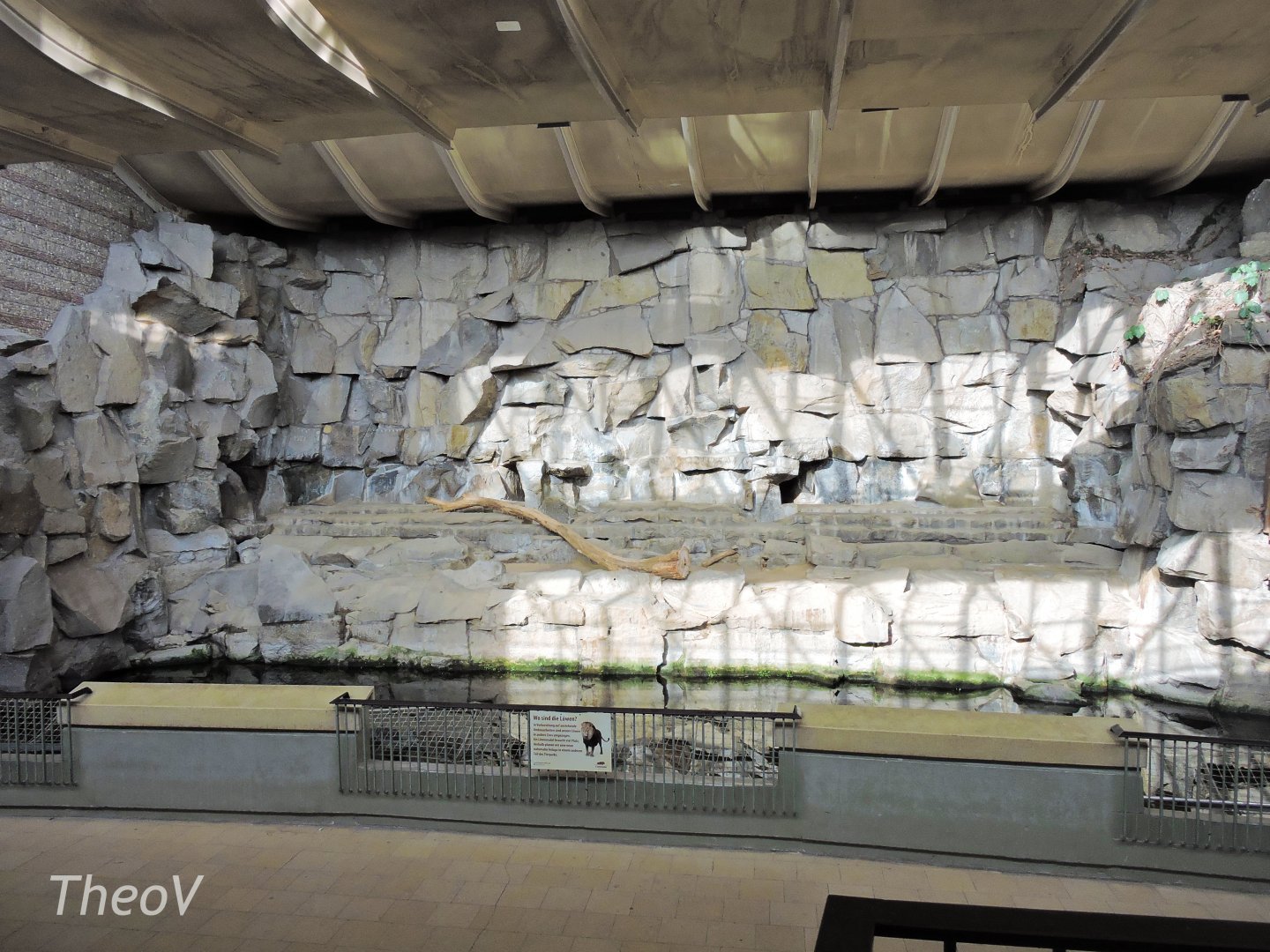 Lion exhibit - Alfred-Brehm-Haus [2017]