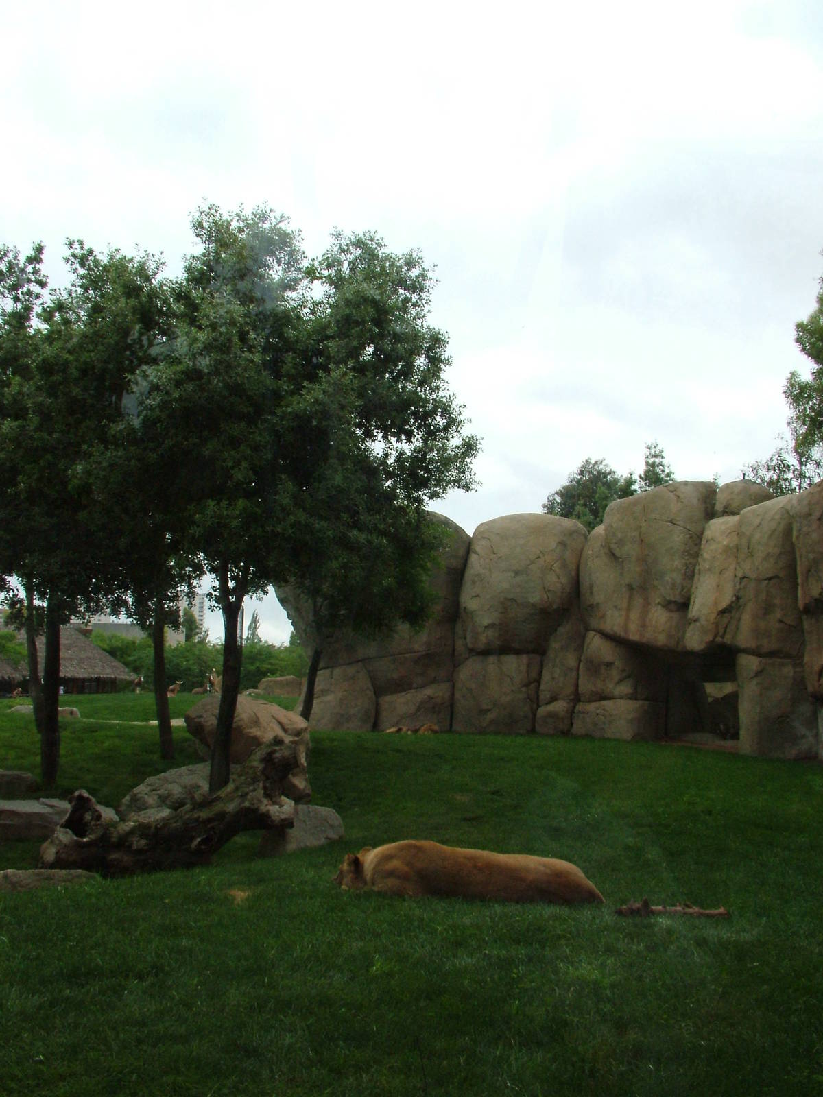 Lion Exhibit at Bioparc Valencia, 28/05/11