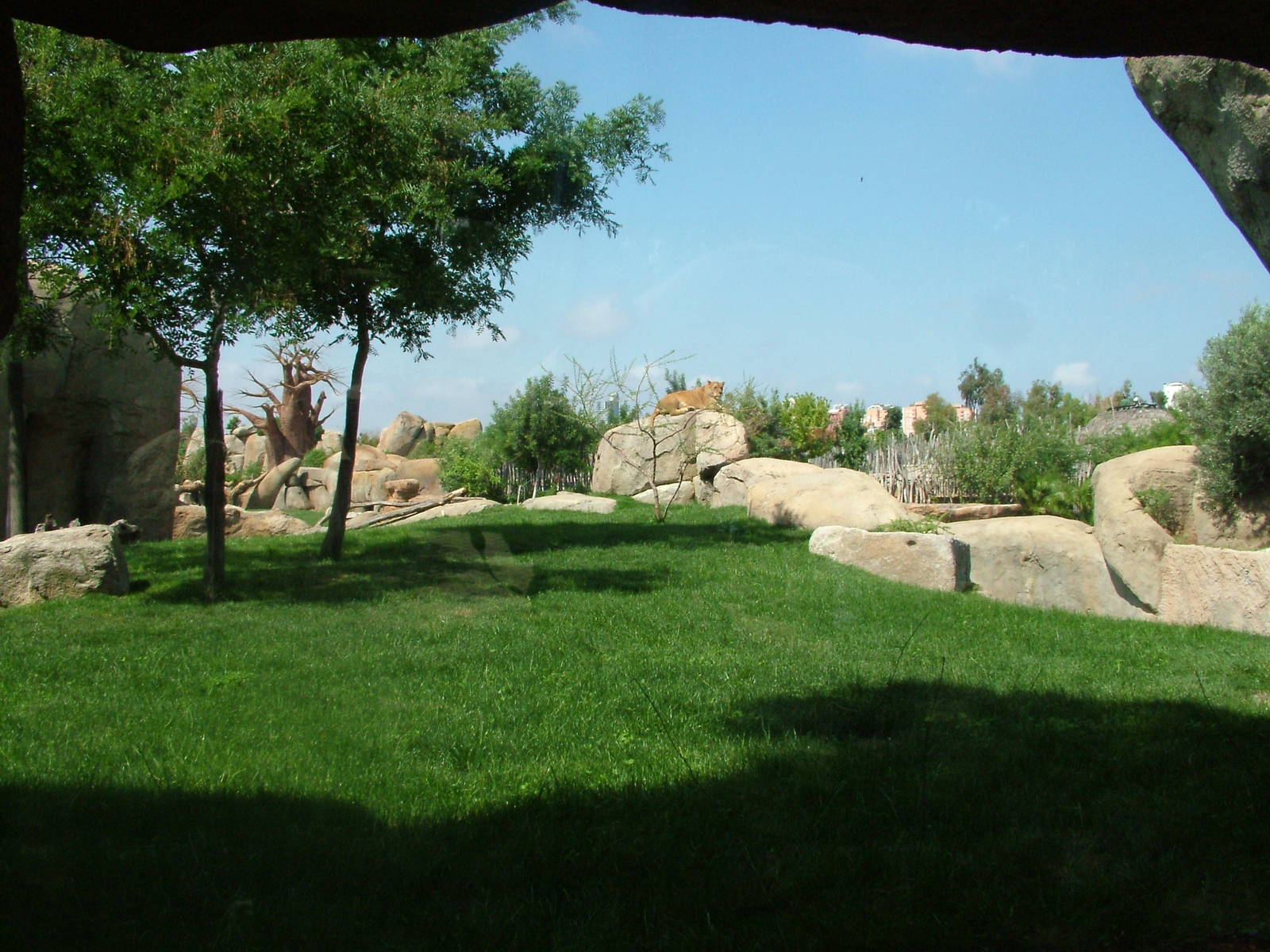 Lion Exhibit at Bioparc Valencia, 28/05/11
