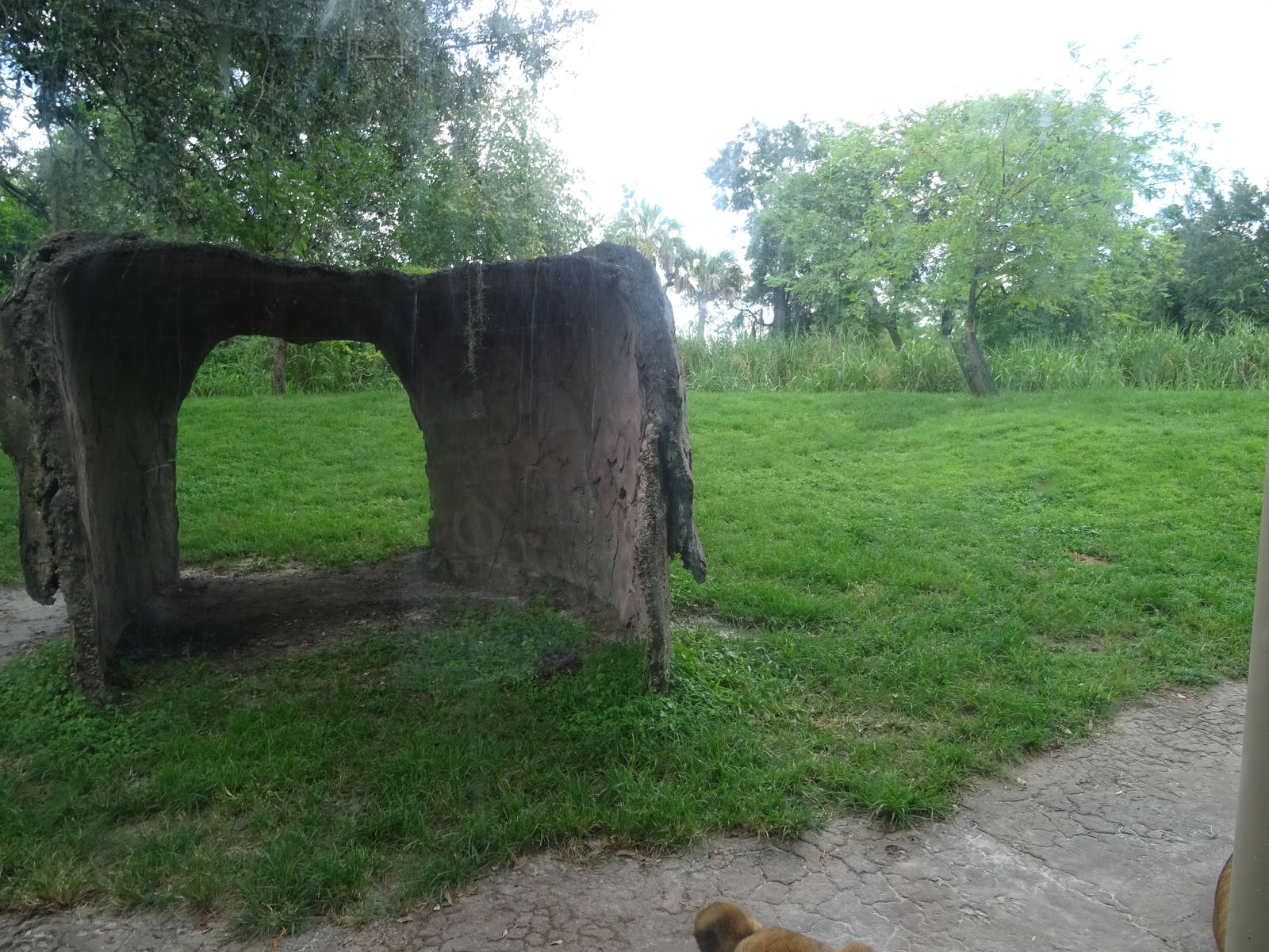 Lion Exhibit at Busch Gardens Tampa