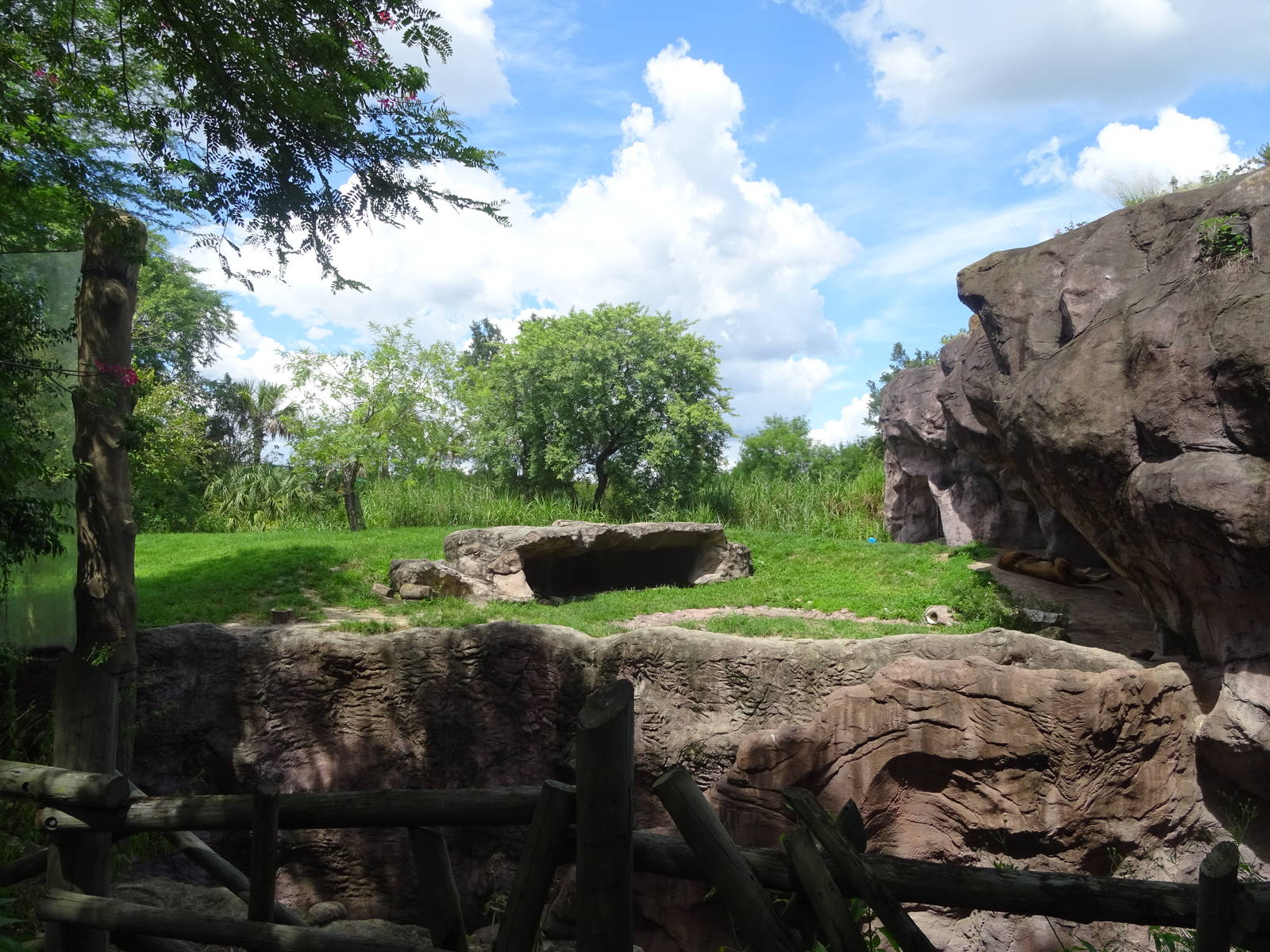 Lion Exhibit at Busch Gardens Tampa