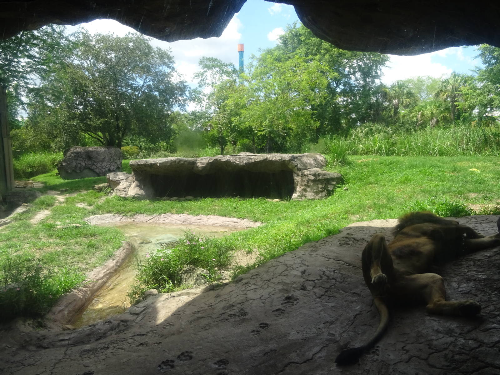 Lion Exhibit at Busch Gardens Tampa