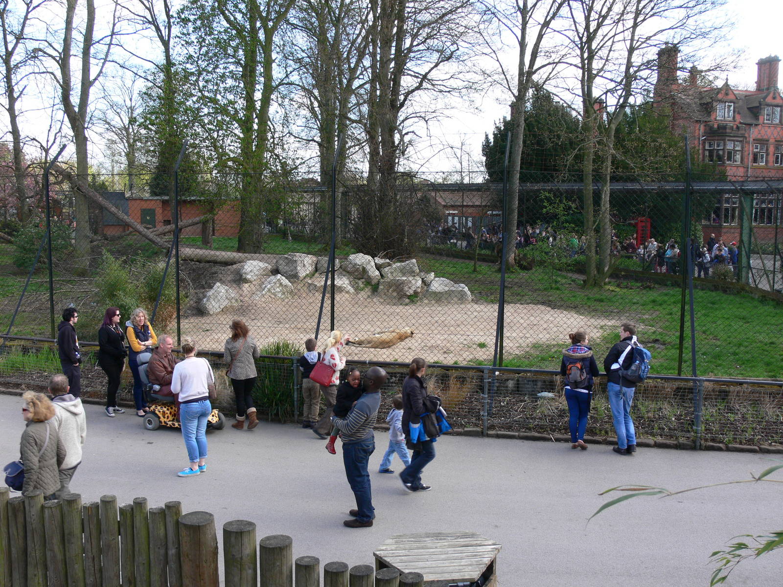 Lion Exhibit at Chester Zoo, 14/04/14