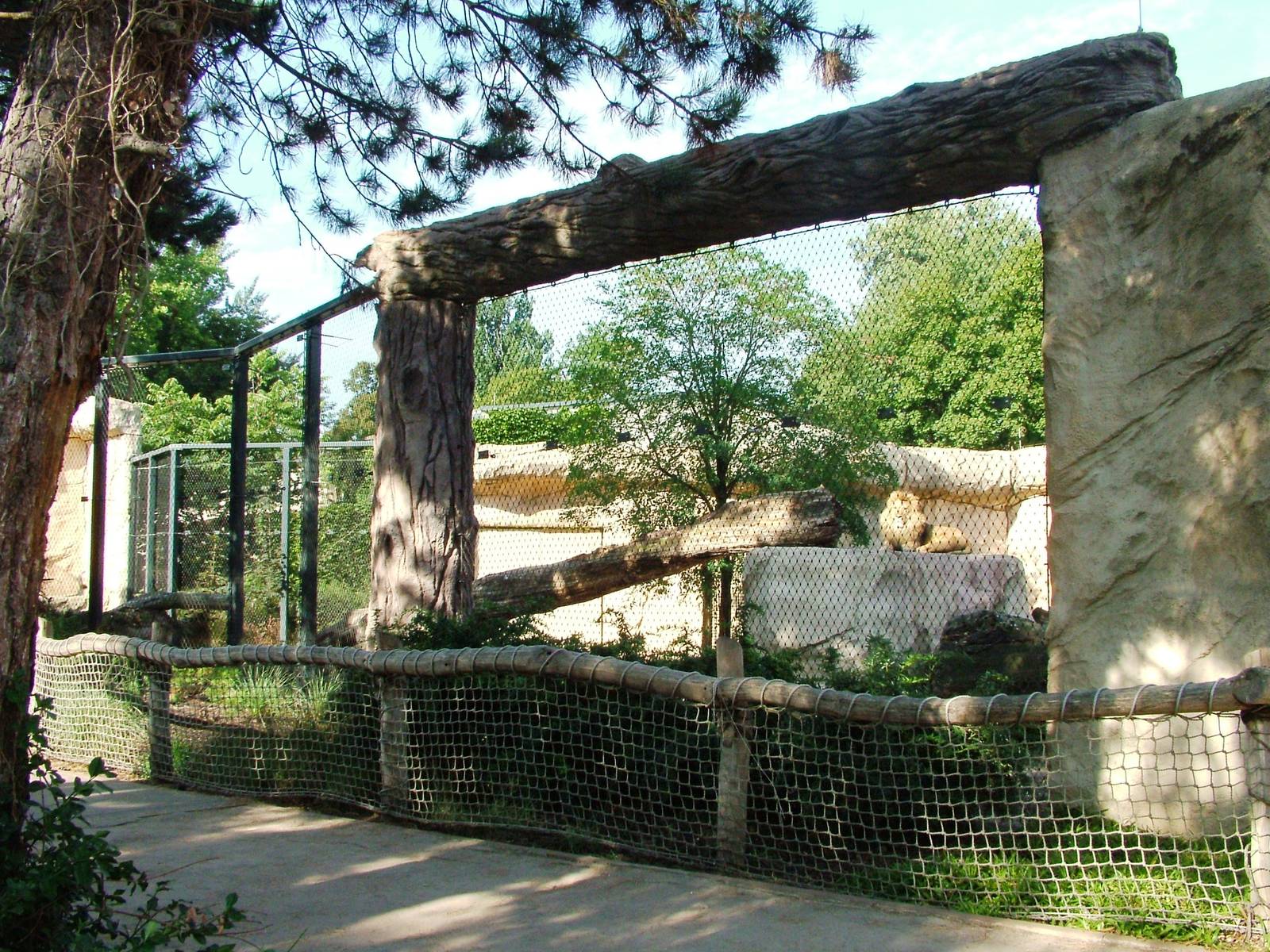 Lion Exhibit at Dresden, 29/08/12