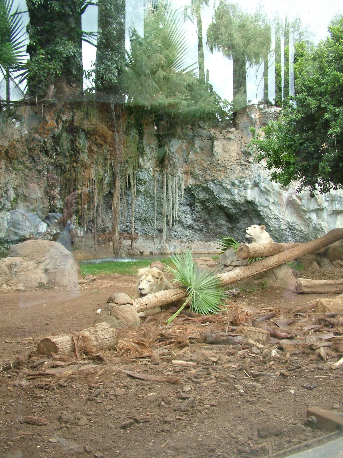 Lion Exhibit at Jungle Park (Las Aguilas), 13/11/10