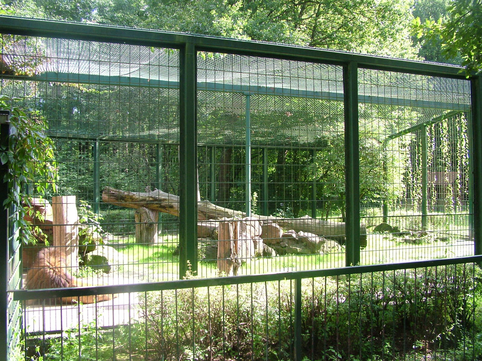 Lion Exhibit at Kaiserslautern, 01/09/10