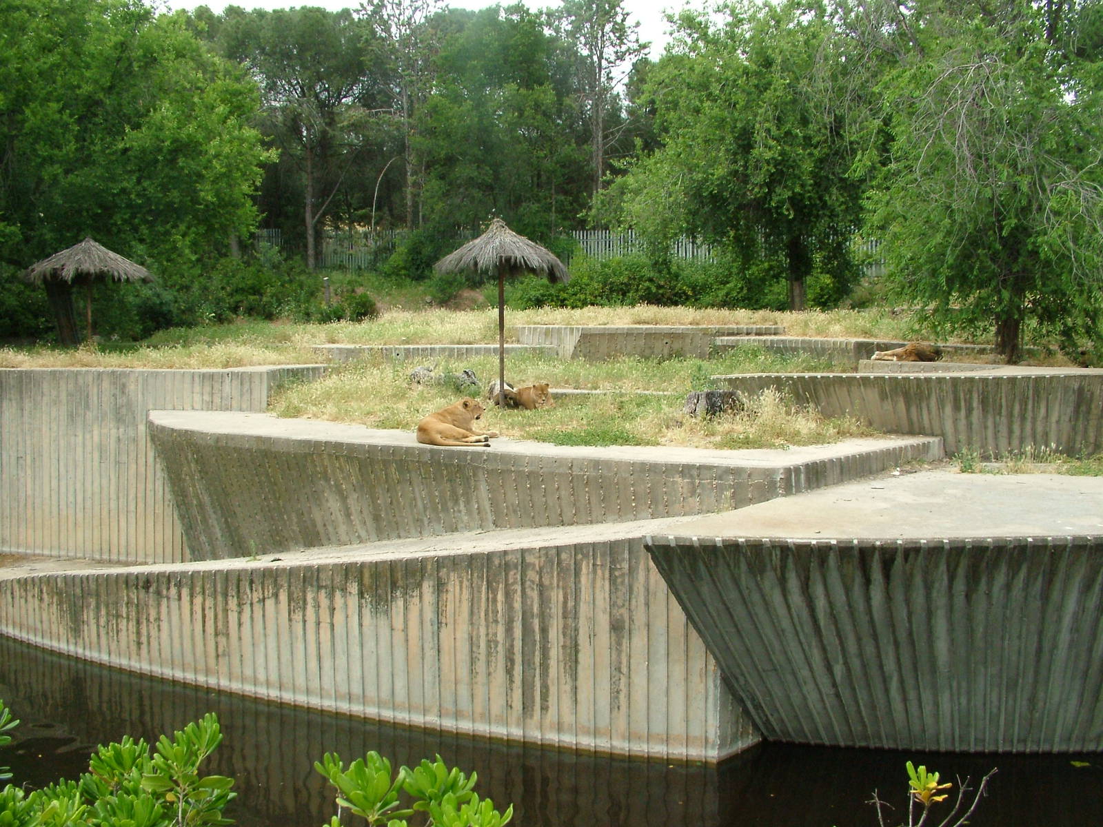 Lion Exhibit at Madrid Zoo Aquarium, 26/05/11
