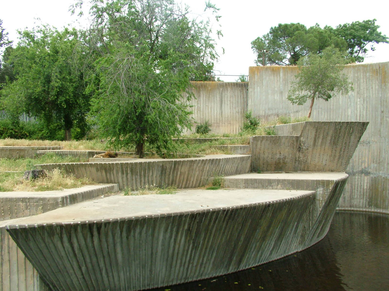 Lion Exhibit at Madrid Zoo Aquarium, 26/05/11