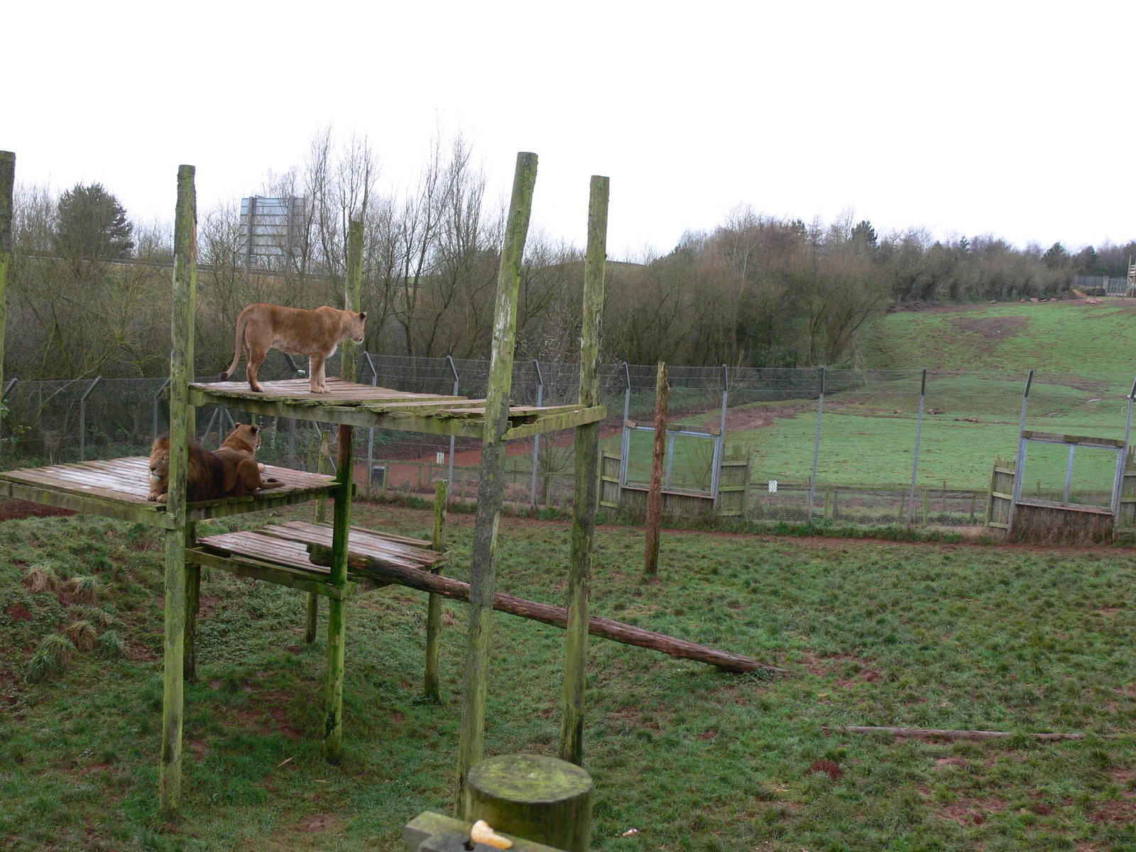 Lion exhibit at South Lakes WAP 24/11/12