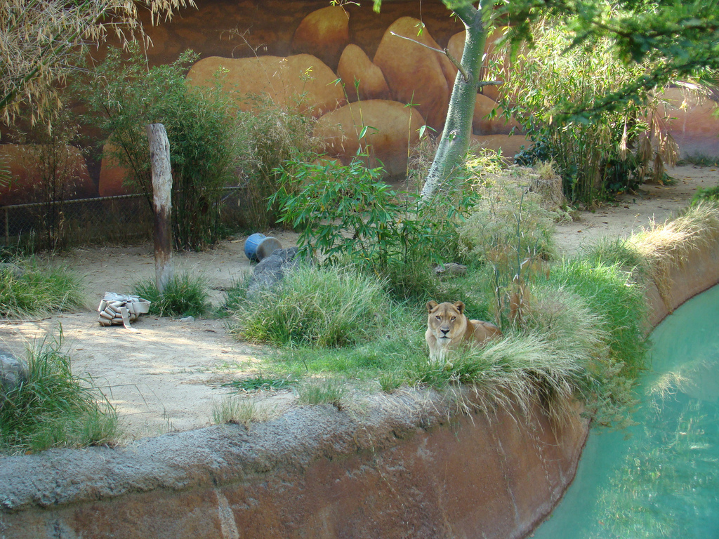 Lion exhibit at the Los Angeles Zoo