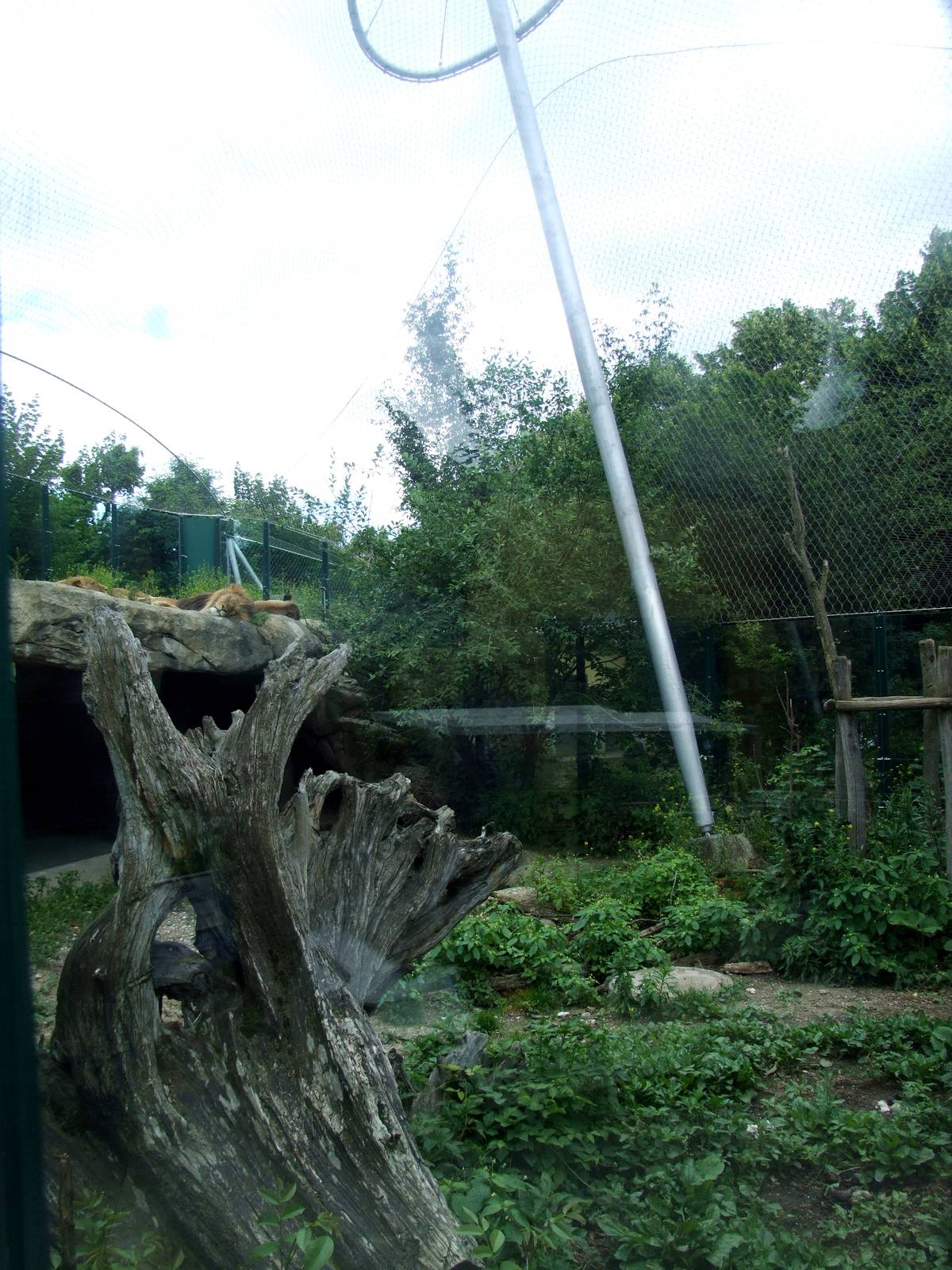 Lion Exhibit at Vienna, 14/06/13