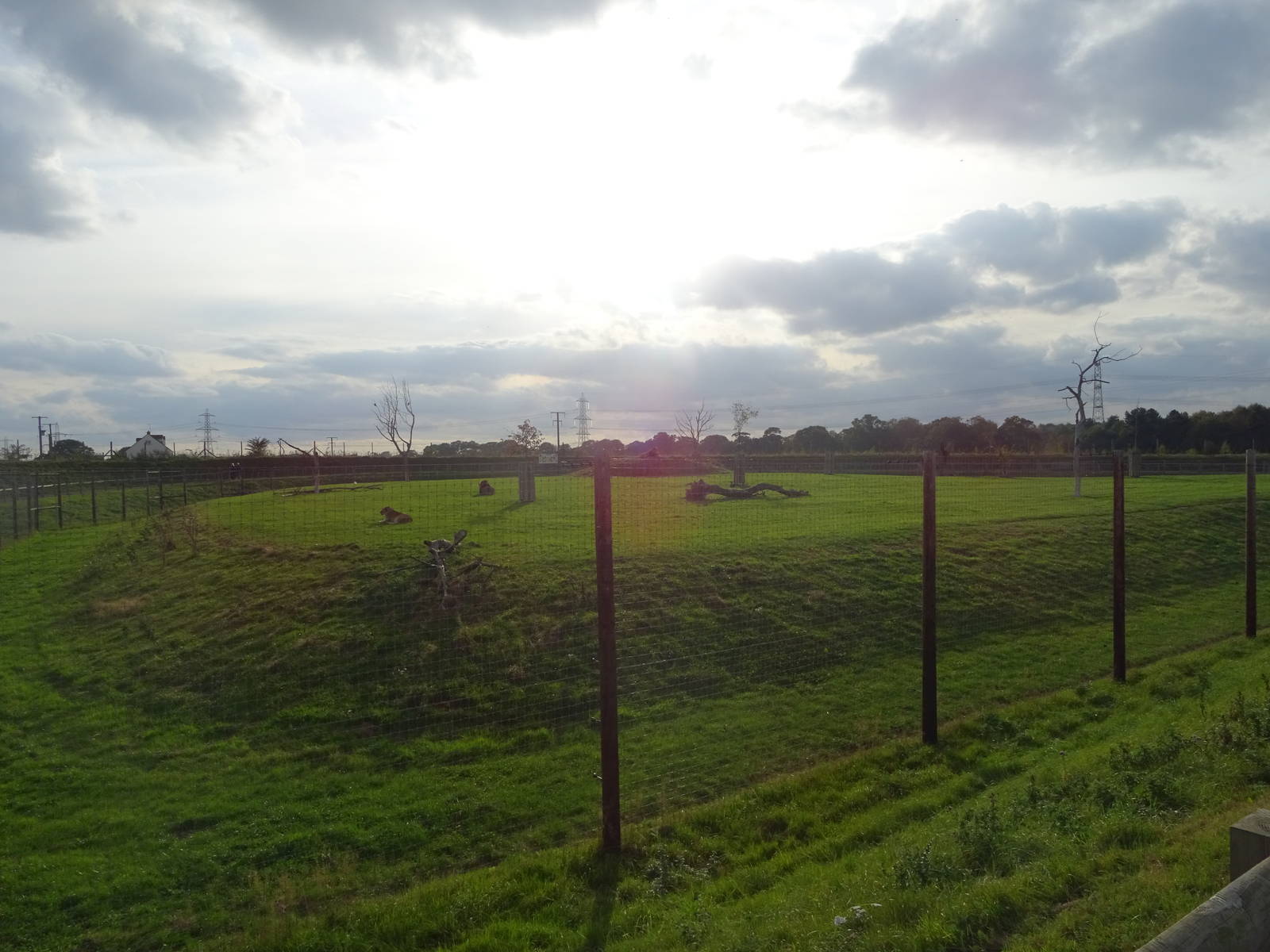 Lion Exhibit at Yorkshire Wildlife Park