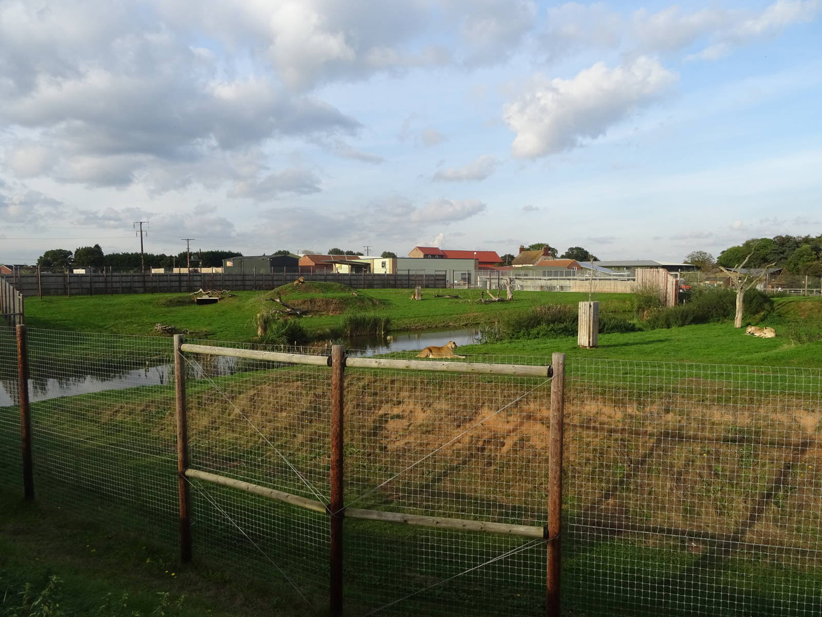 Lion Exhibit at Yorkshire Wildlife Park