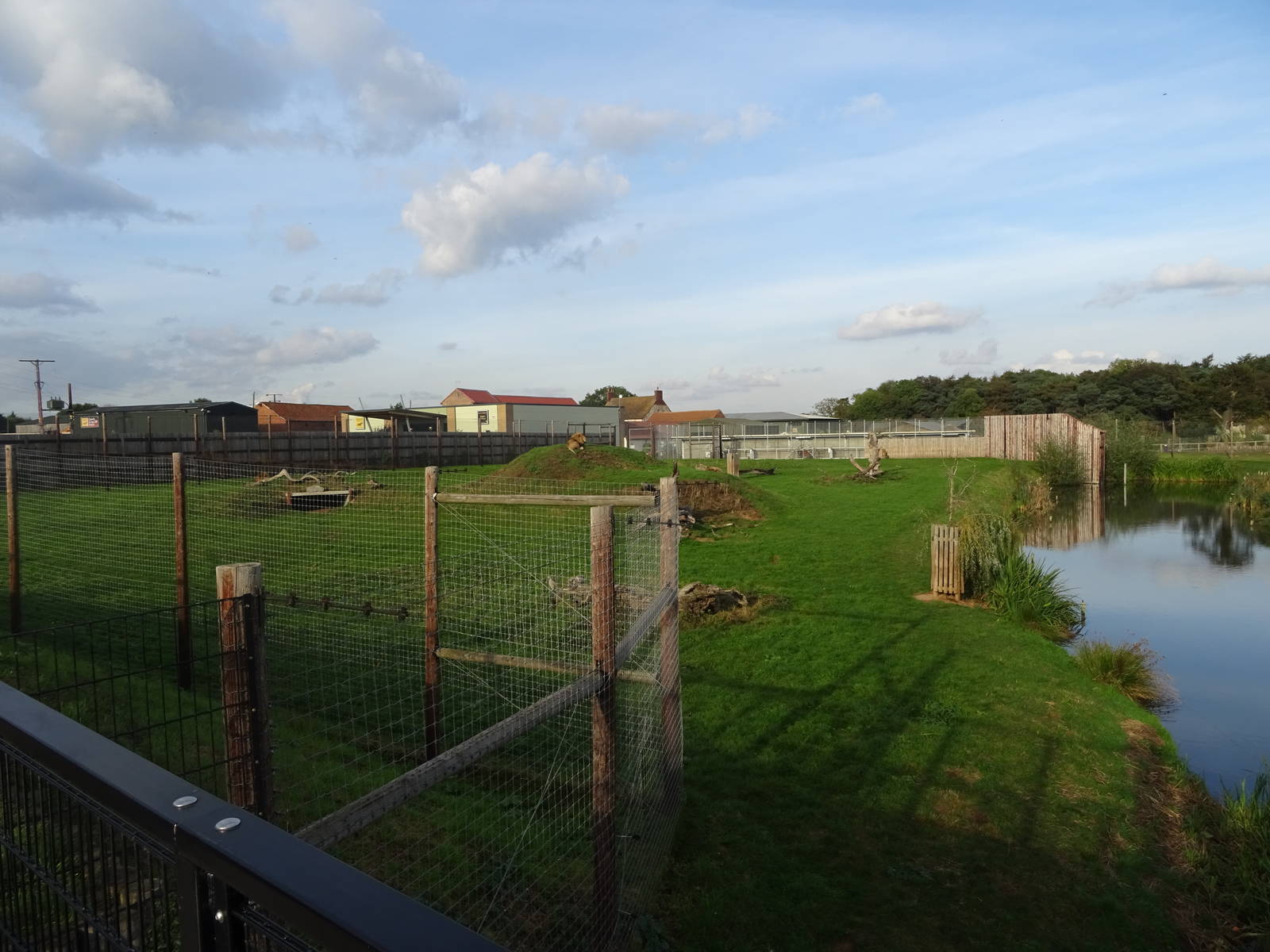 Lion Exhibit at Yorkshire Wildlife Park