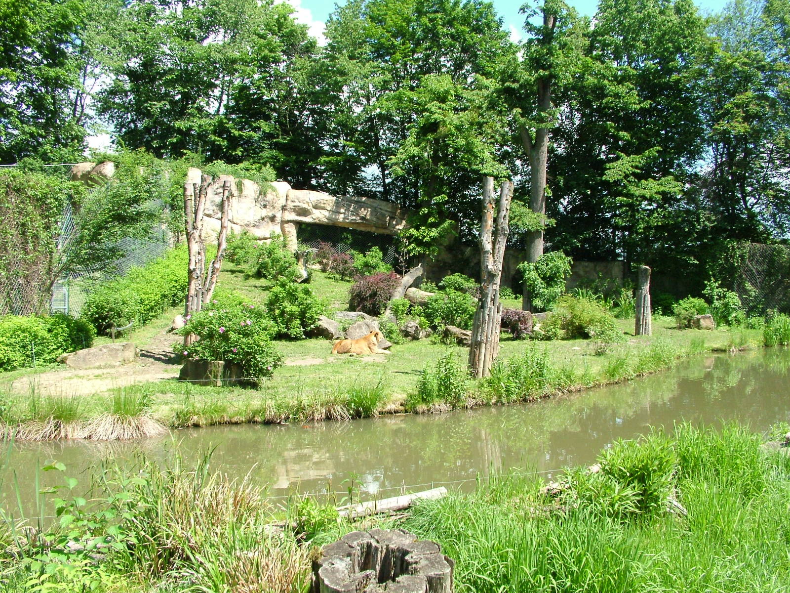Lion Exhibit at Zlin, 28/05/10