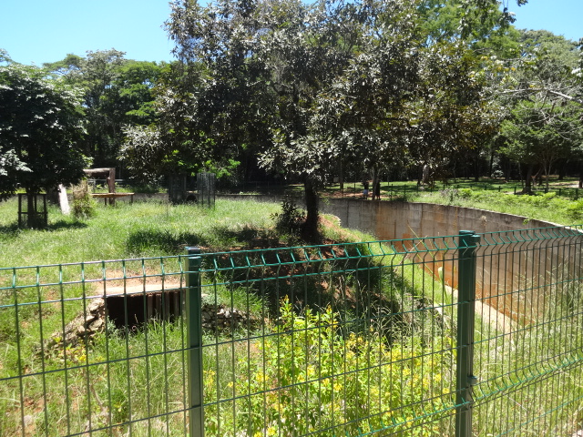 Lion exhibit - Belo Horizonte zoo