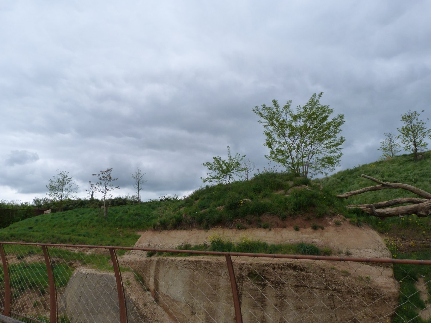 Lion exhibit -Bioparc de Doué la Fontaine (2025)