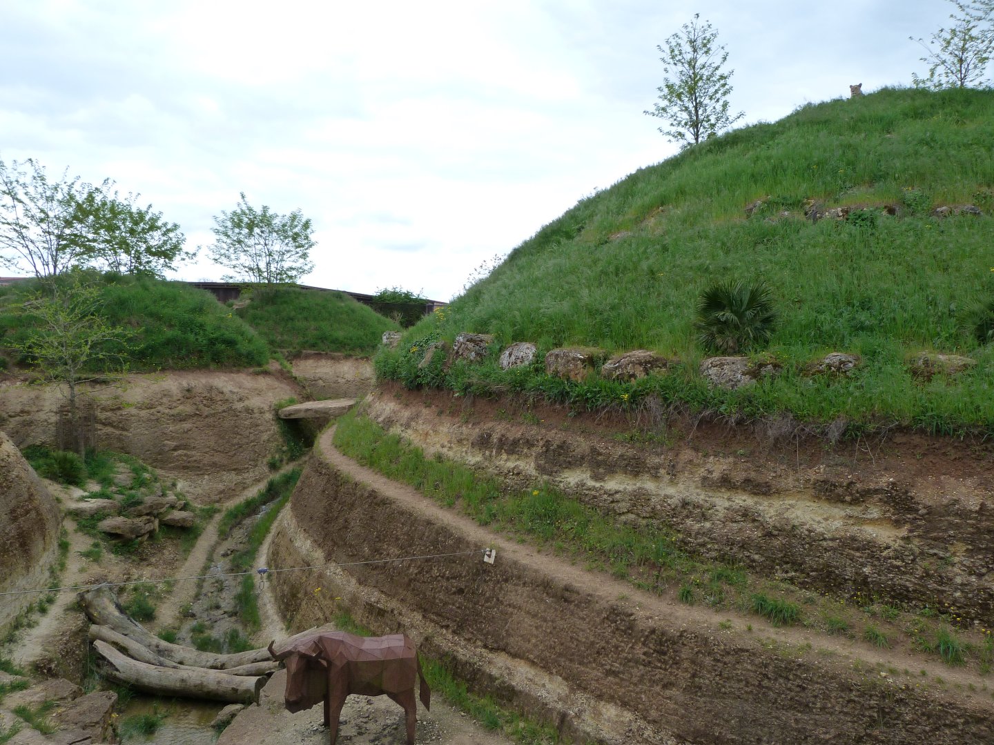 Lion exhibit -Bioparc de Doué la Fontaine (2025)