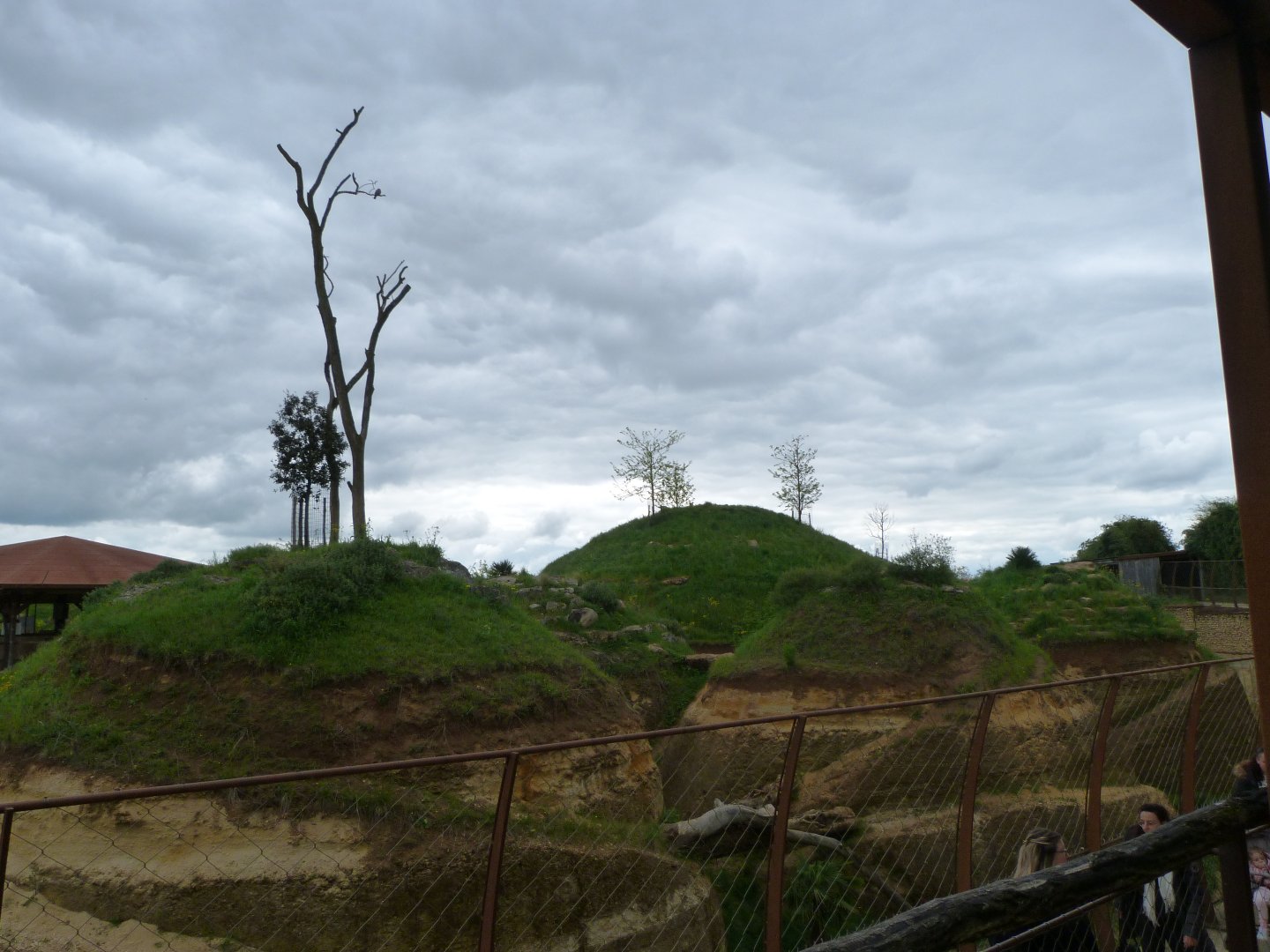 Lion exhibit -Bioparc de Doué la Fontaine (2025)