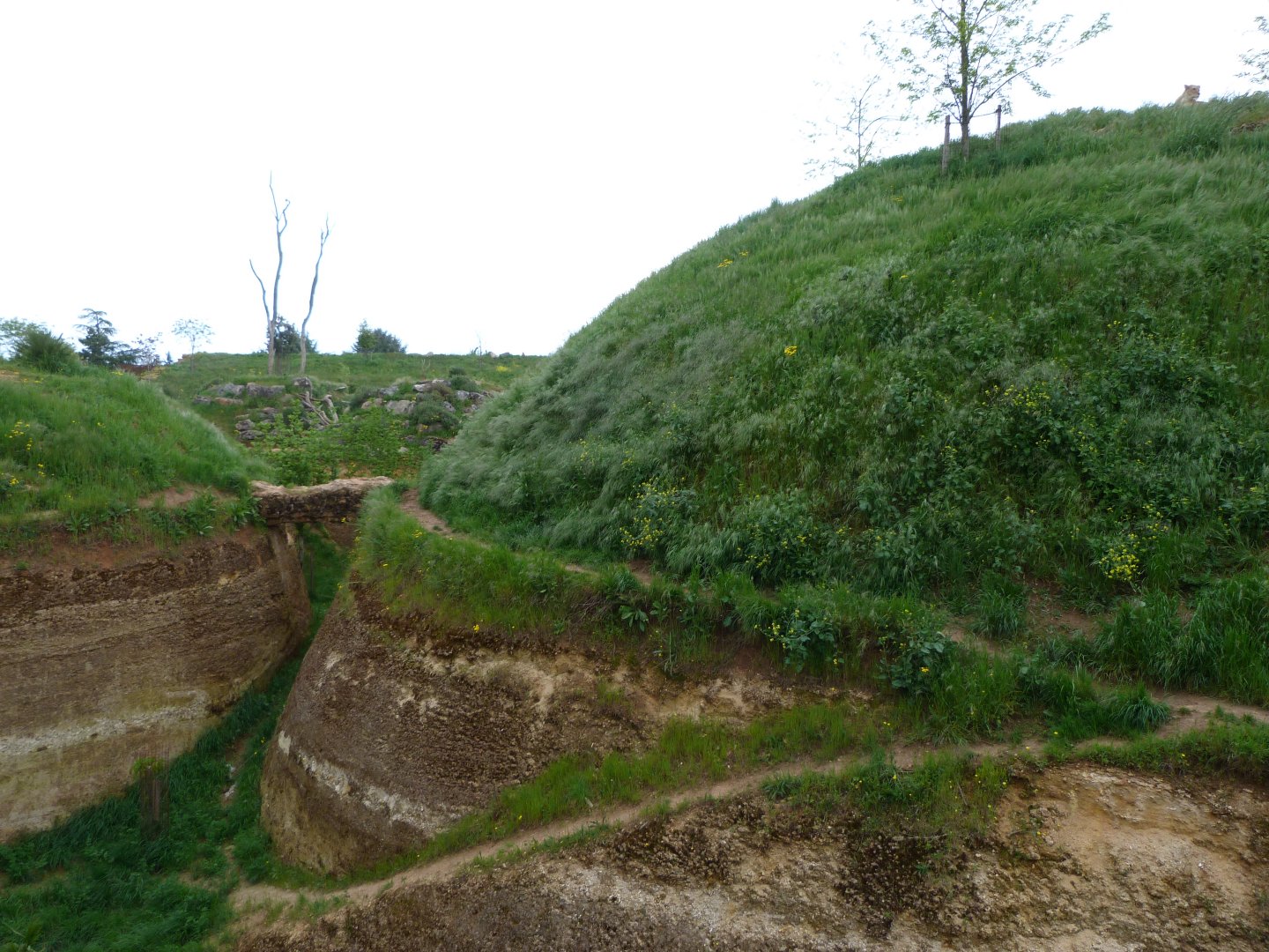 Lion exhibit -Bioparc de Doué la Fontaine (2025)