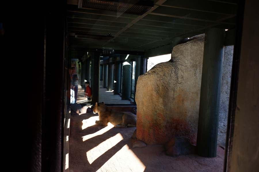 lion exhibit connector