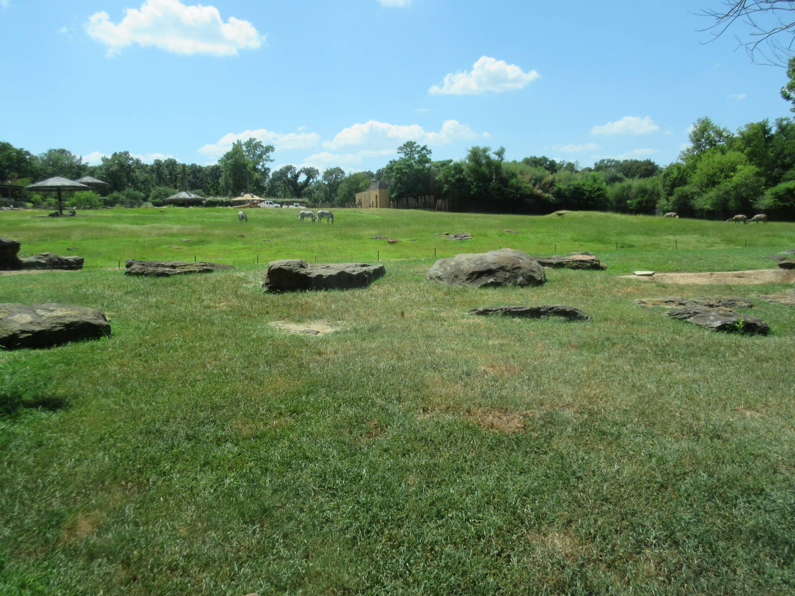 Lion Exhibit + East African Savanna
