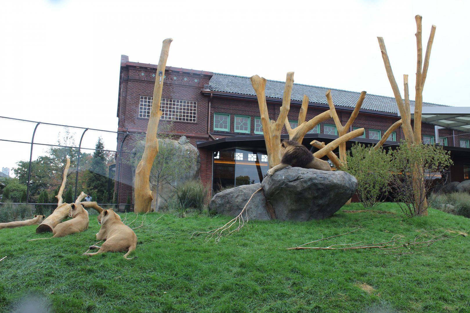 Lion Exhibit (East Side) - Pepper Family Wildlife Center