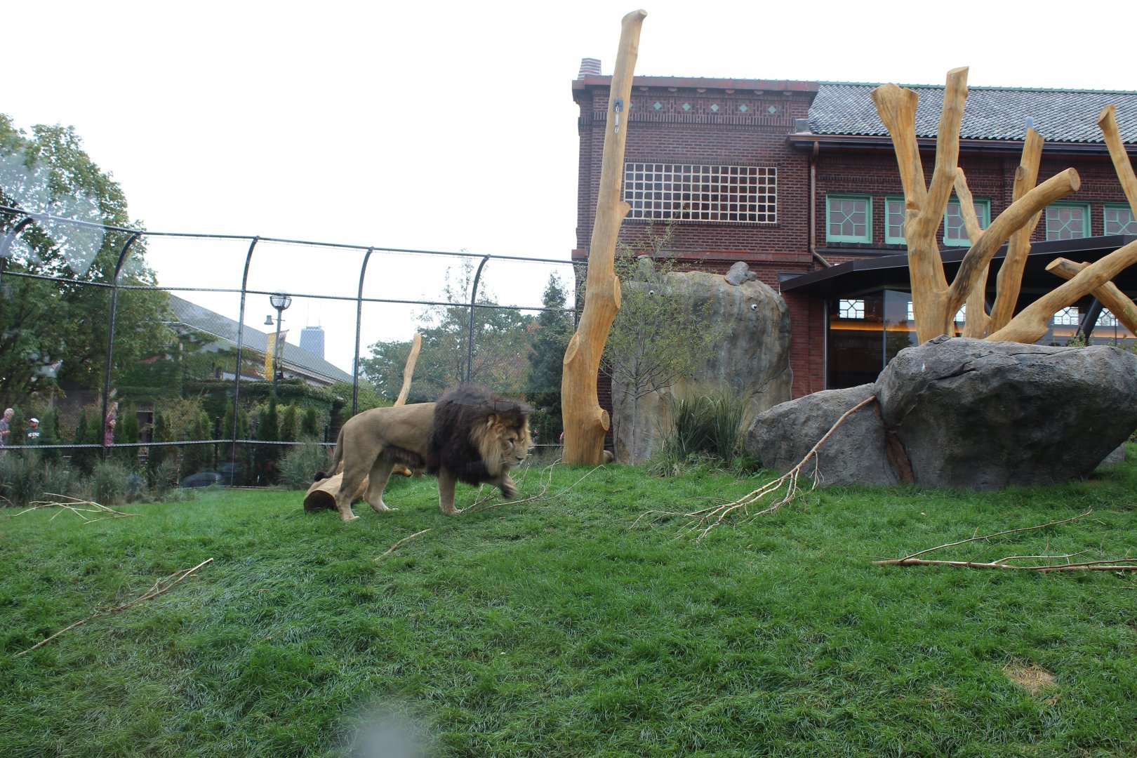 Lion Exhibit (East Side) - Pepper Family Wildlife Center