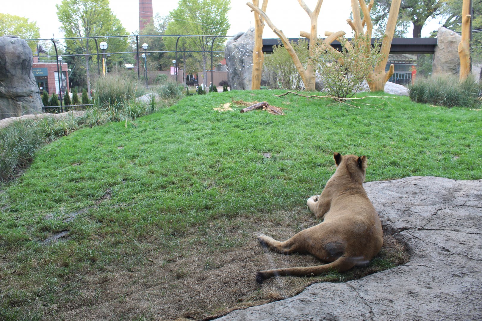 Lion Exhibit (East Side) - Pepper Family Wildlife Center