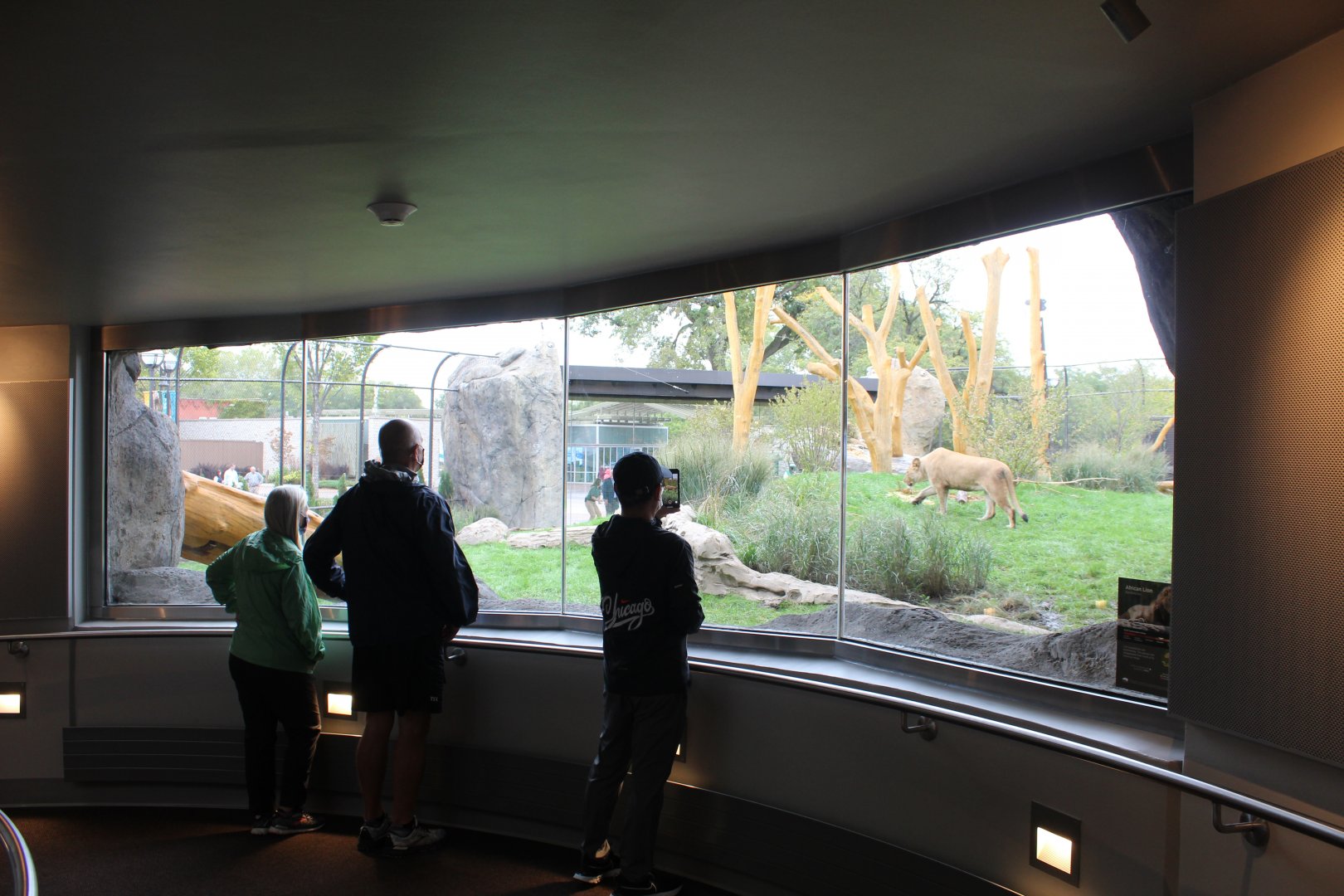 Lion Exhibit (East Side) - Pepper Family Wildlife Center