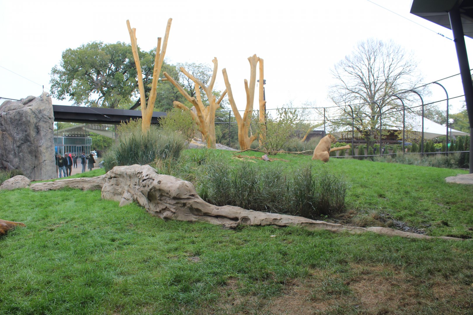 Lion Exhibit (East Side) - Pepper Family Wildlife Center