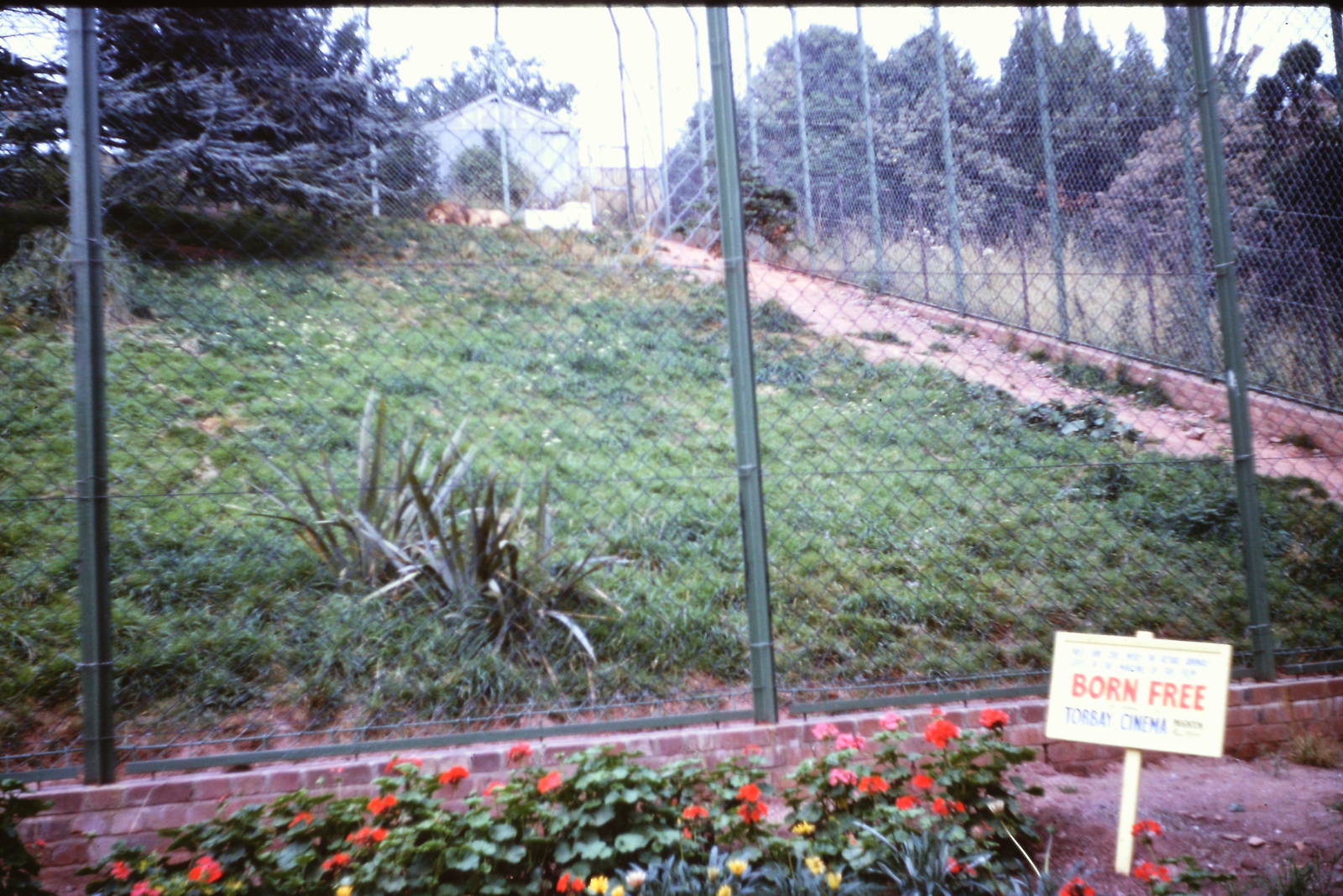 Lion exhibit, end of August or beginning of September 1966